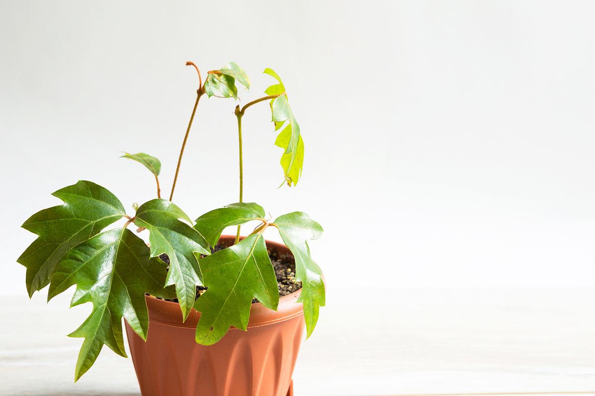 贵阳护理学院有专科吗？专业介绍及师资力量