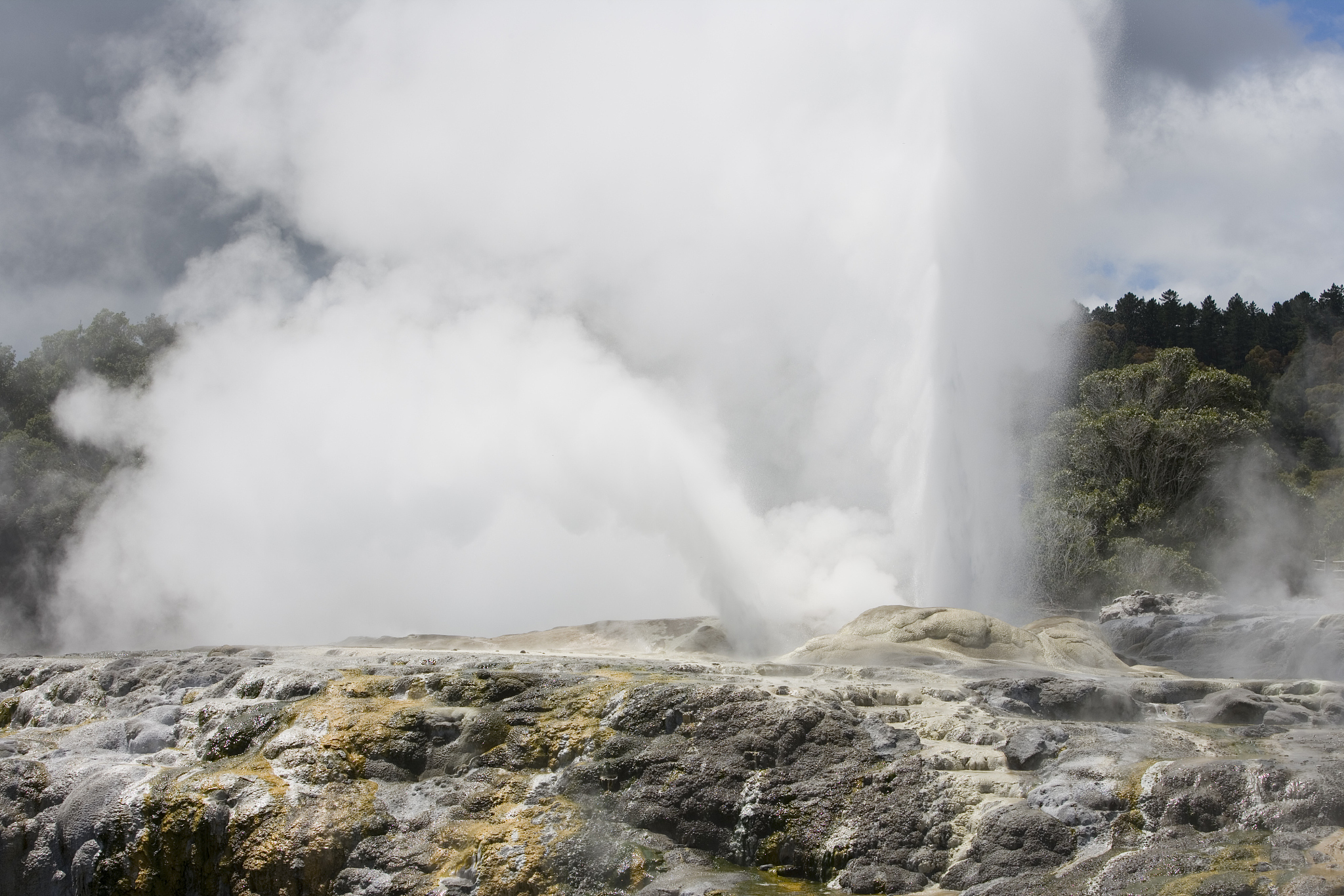 pohutu geyser erupting at te puia whakarewarewa thermal valley.