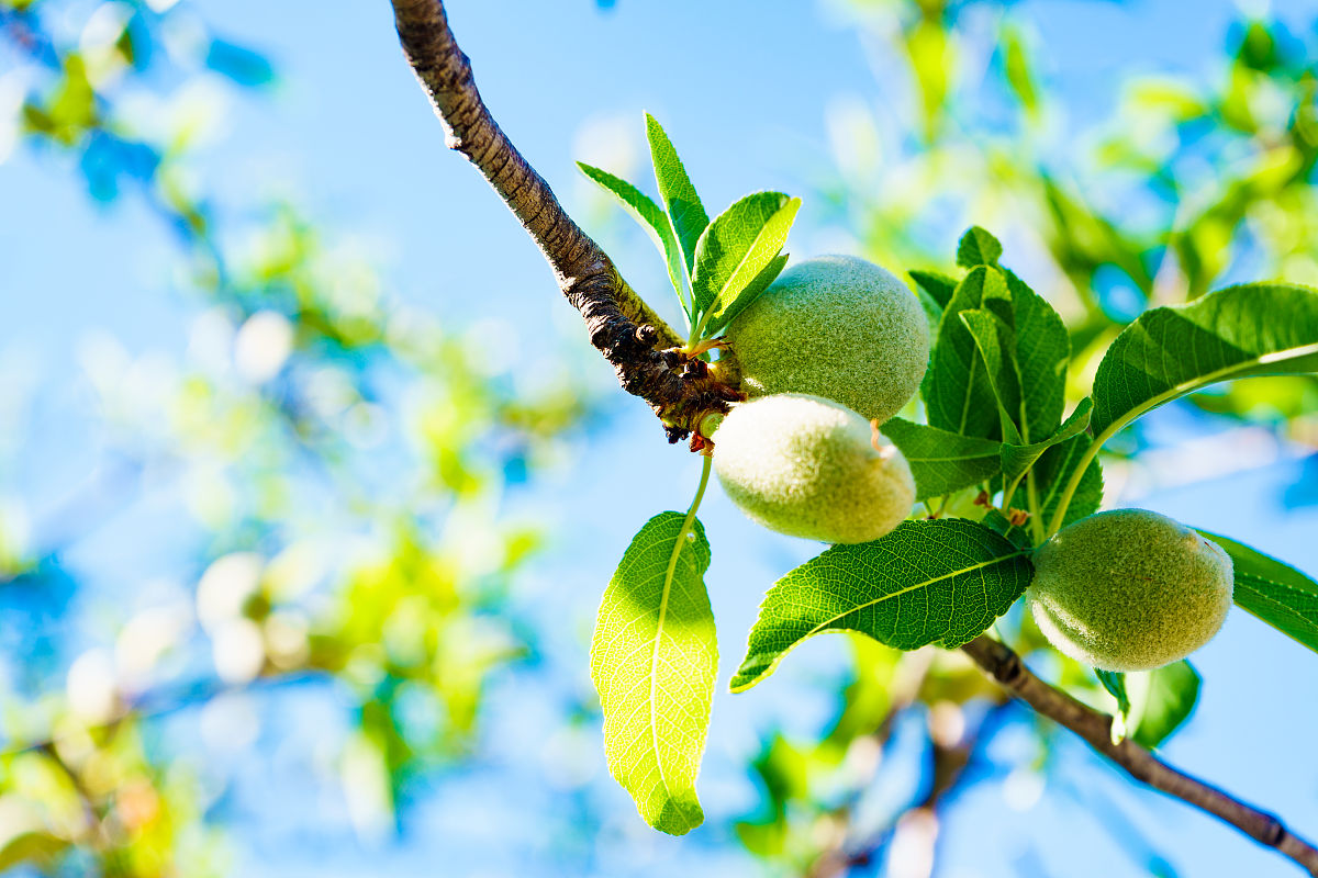 青杏和青梅是一个东西吗，