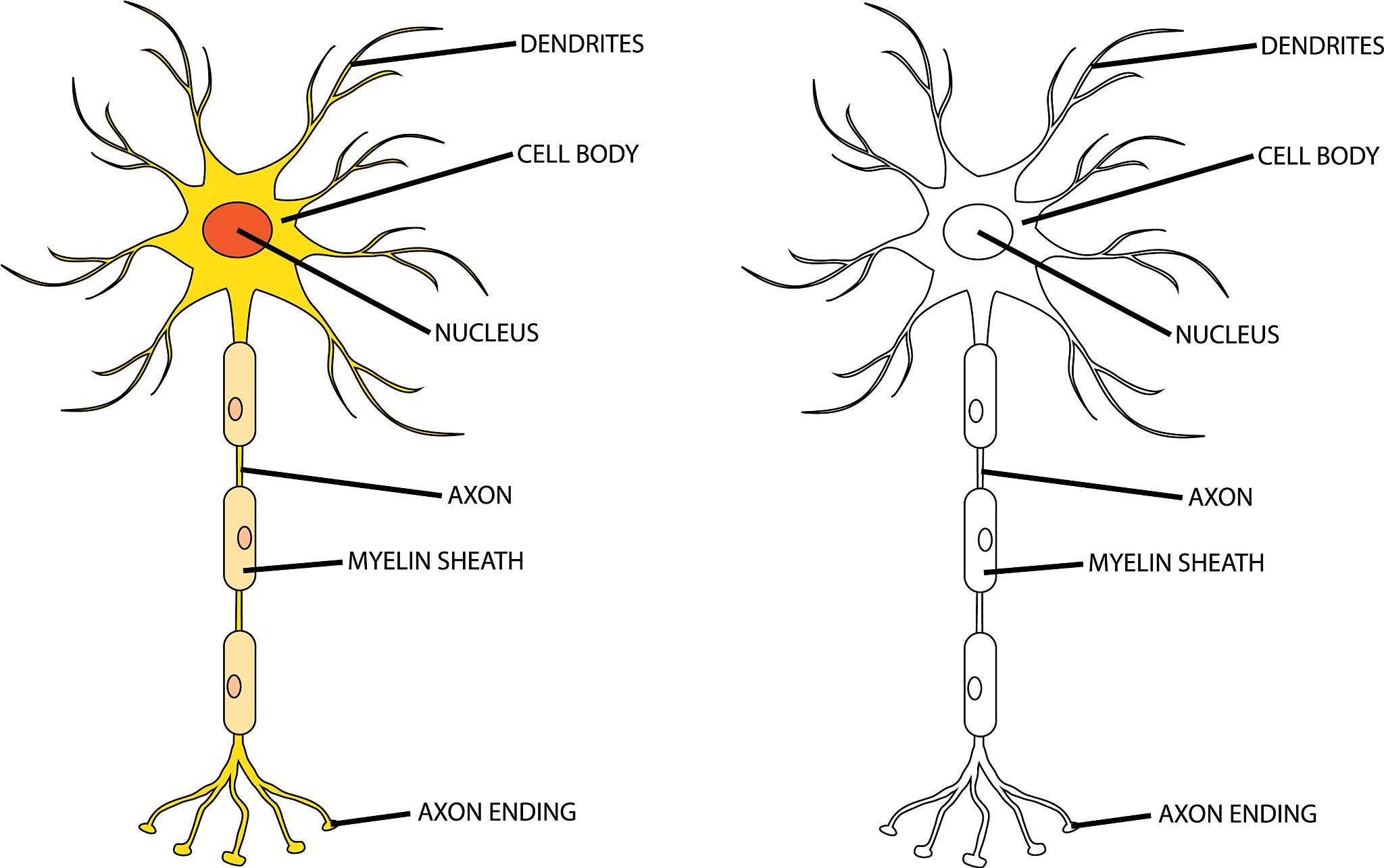 NTS（孤束核）在大脑中的详细功能 - 解读内脏调节中心