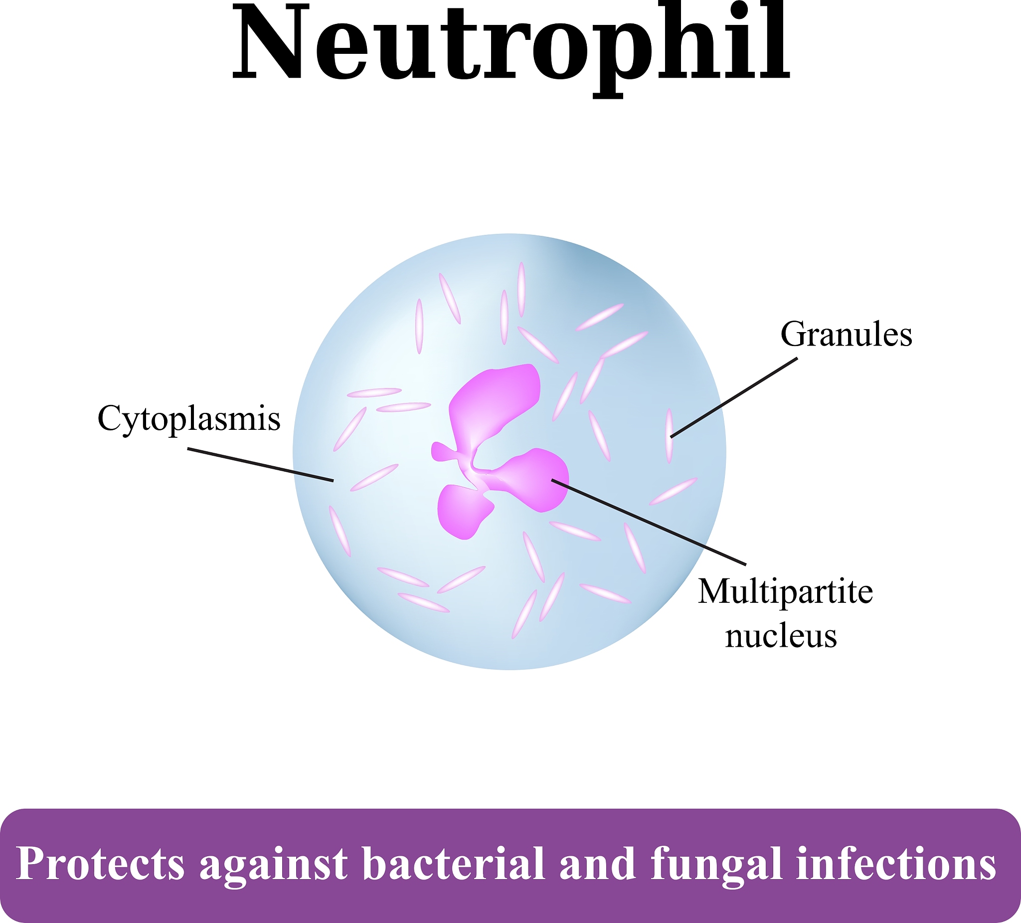 淋巴细胞百分比18.8%，中性粒细胞百分比76.1%，红细胞压积36.1%：可能存在炎症或感染？