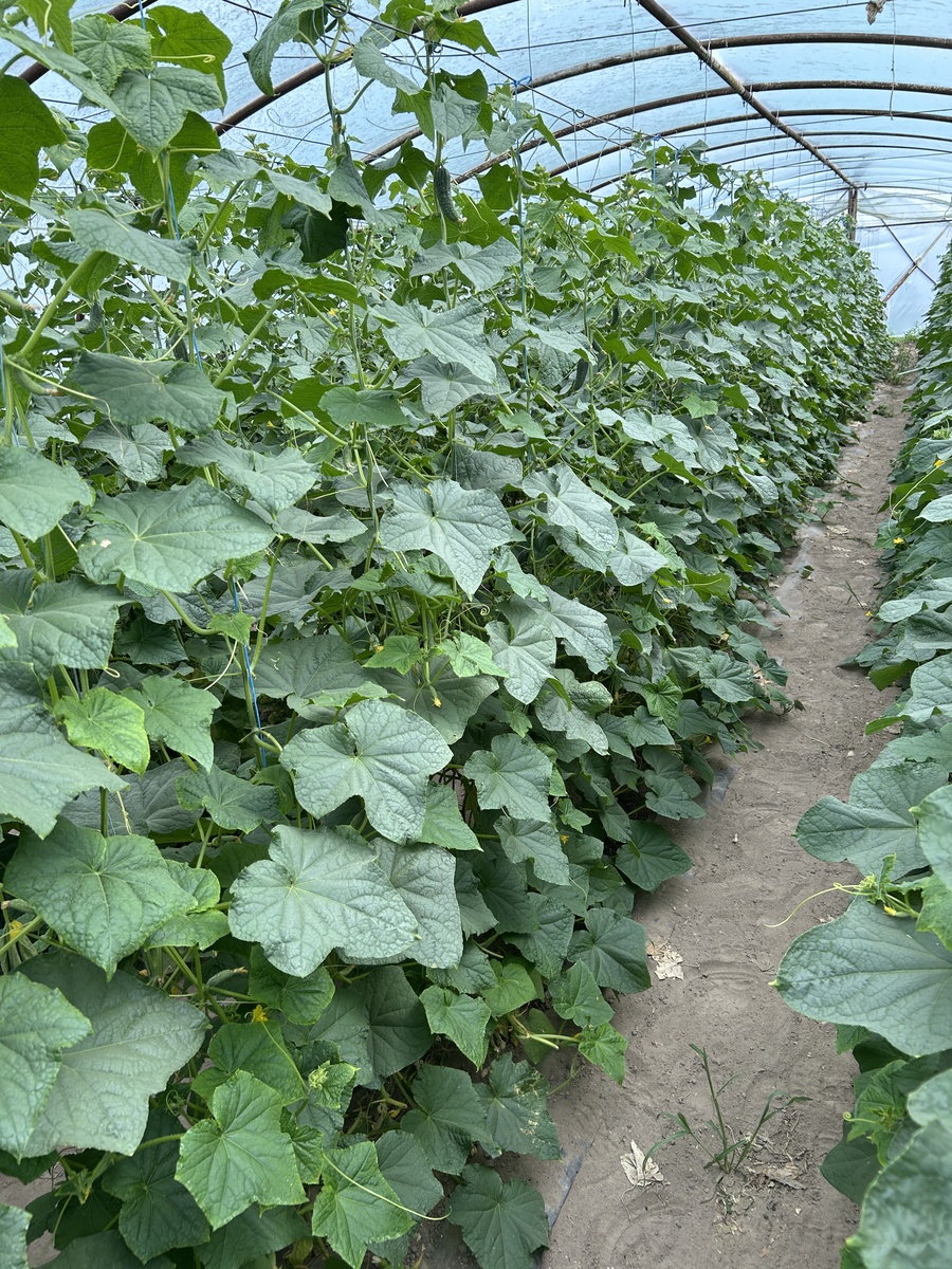 做一个大棚丝瓜种植的技术方案