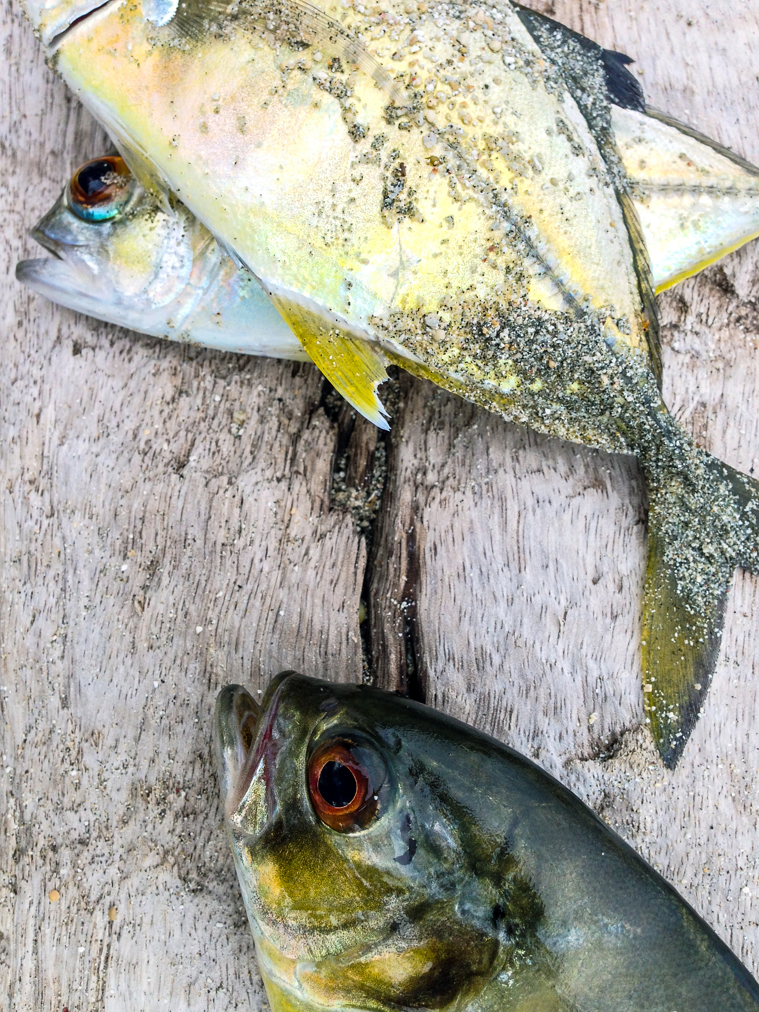 江黄鱼学名是什么？