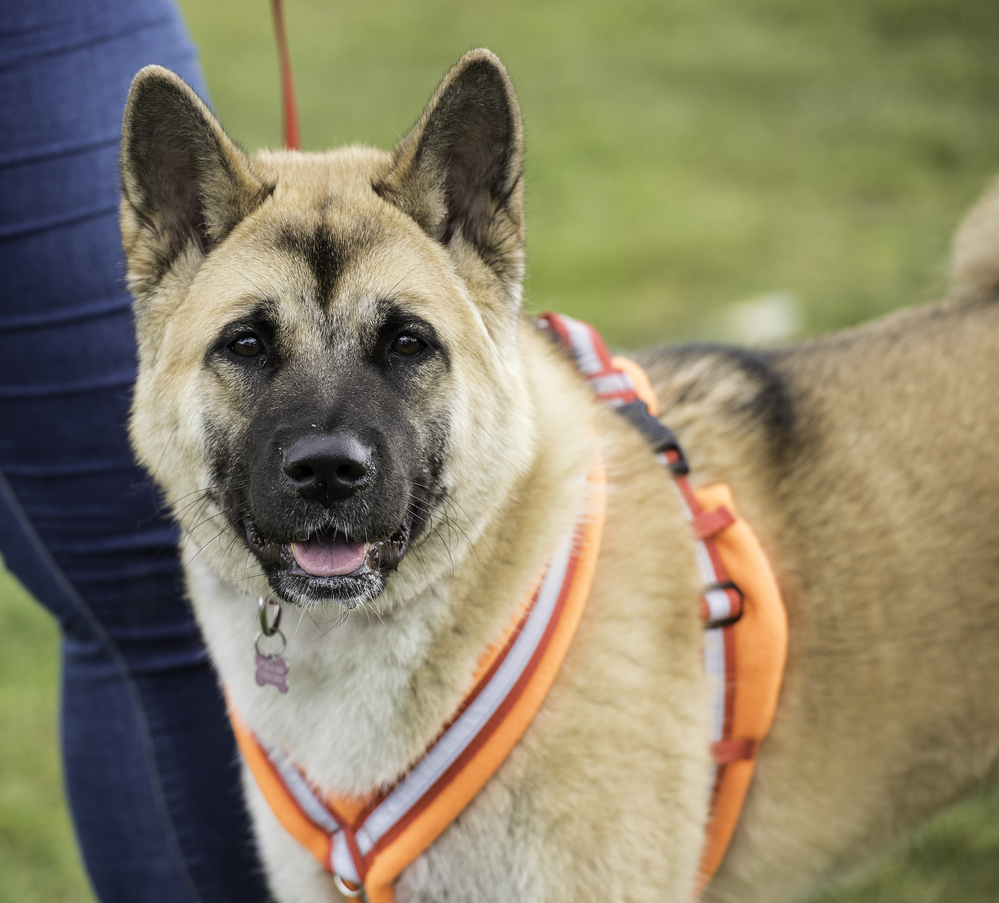 贵州农业职业学院宠物养护与驯导专业怎么样？课程内容深度解析！