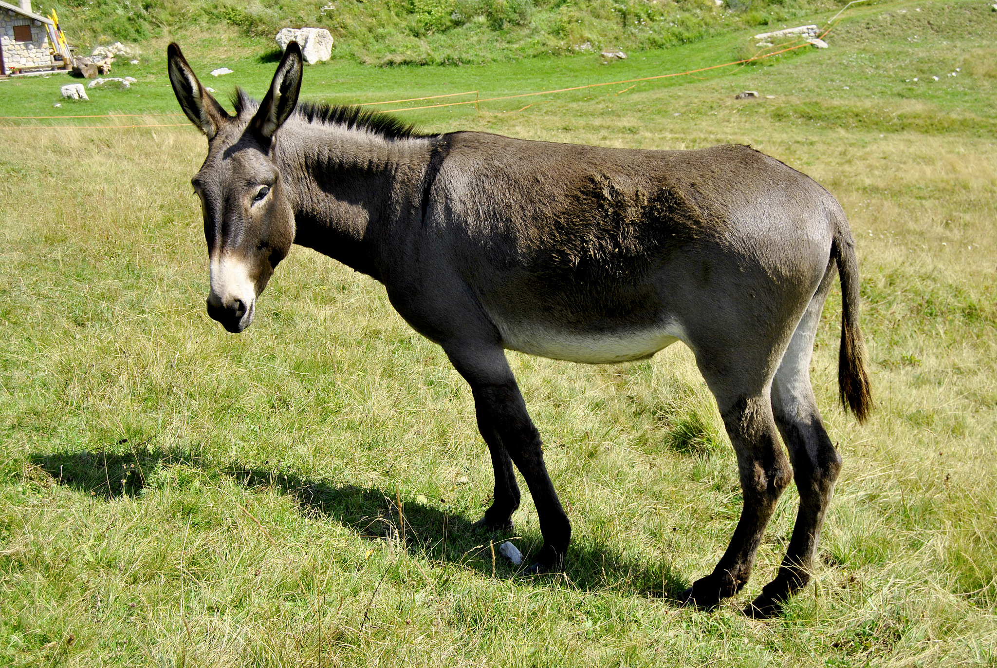 donkey