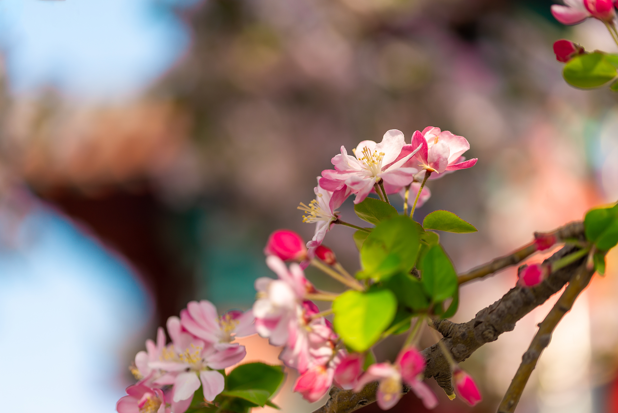 我需要摄影作品文字说明：关于春天 恰同学少年 海棠花下读书交谈加一点学习的点100字作业