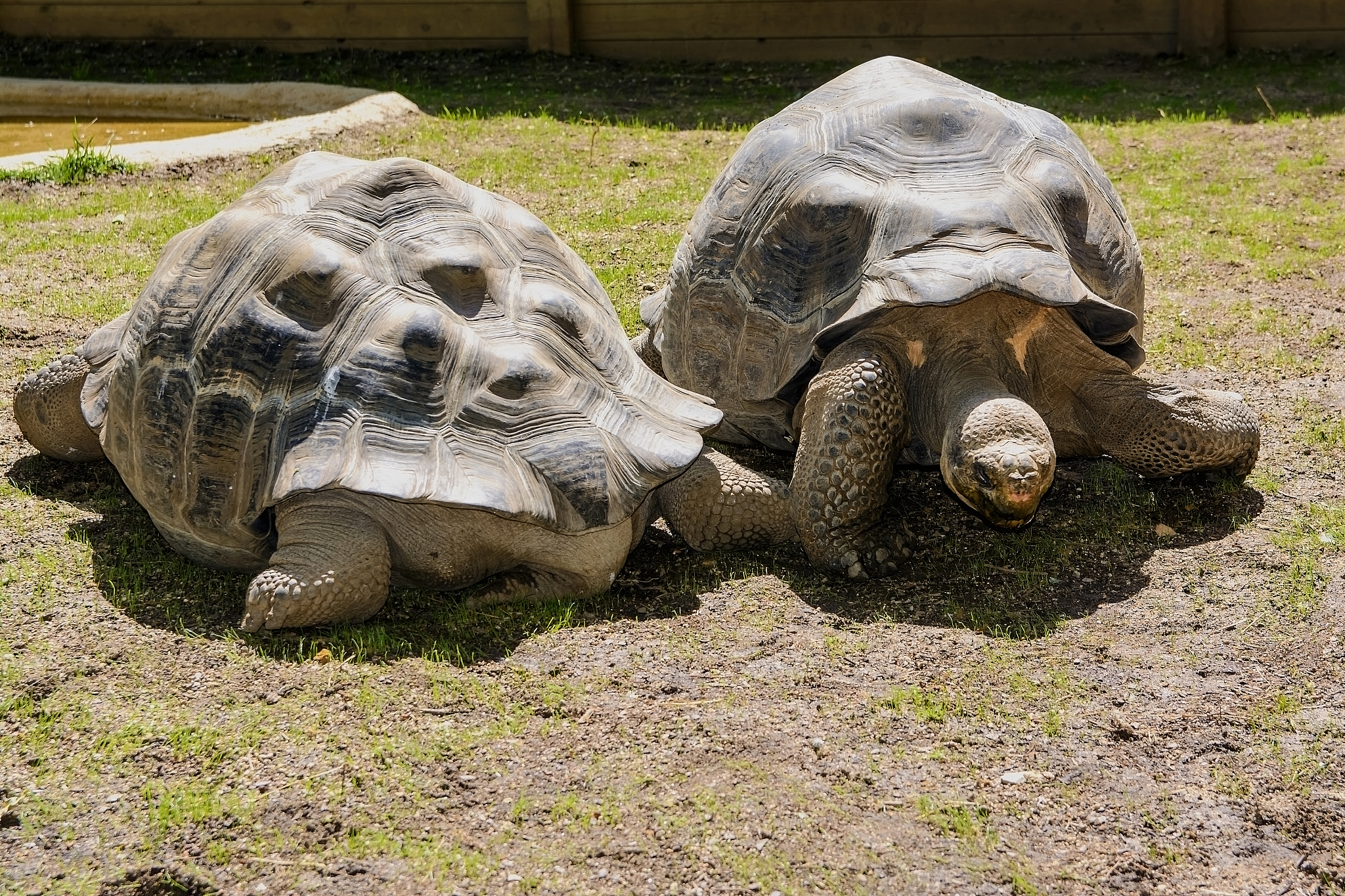 big turtles in the zoo