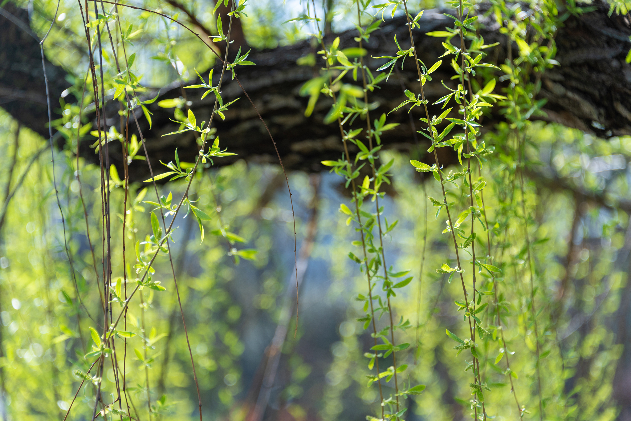 柳絮是哪里来的我看柳树上面又没有柳絮的毛发上面又没有种子是在传播的途中掉了吗？还是柳絮本身就是种子