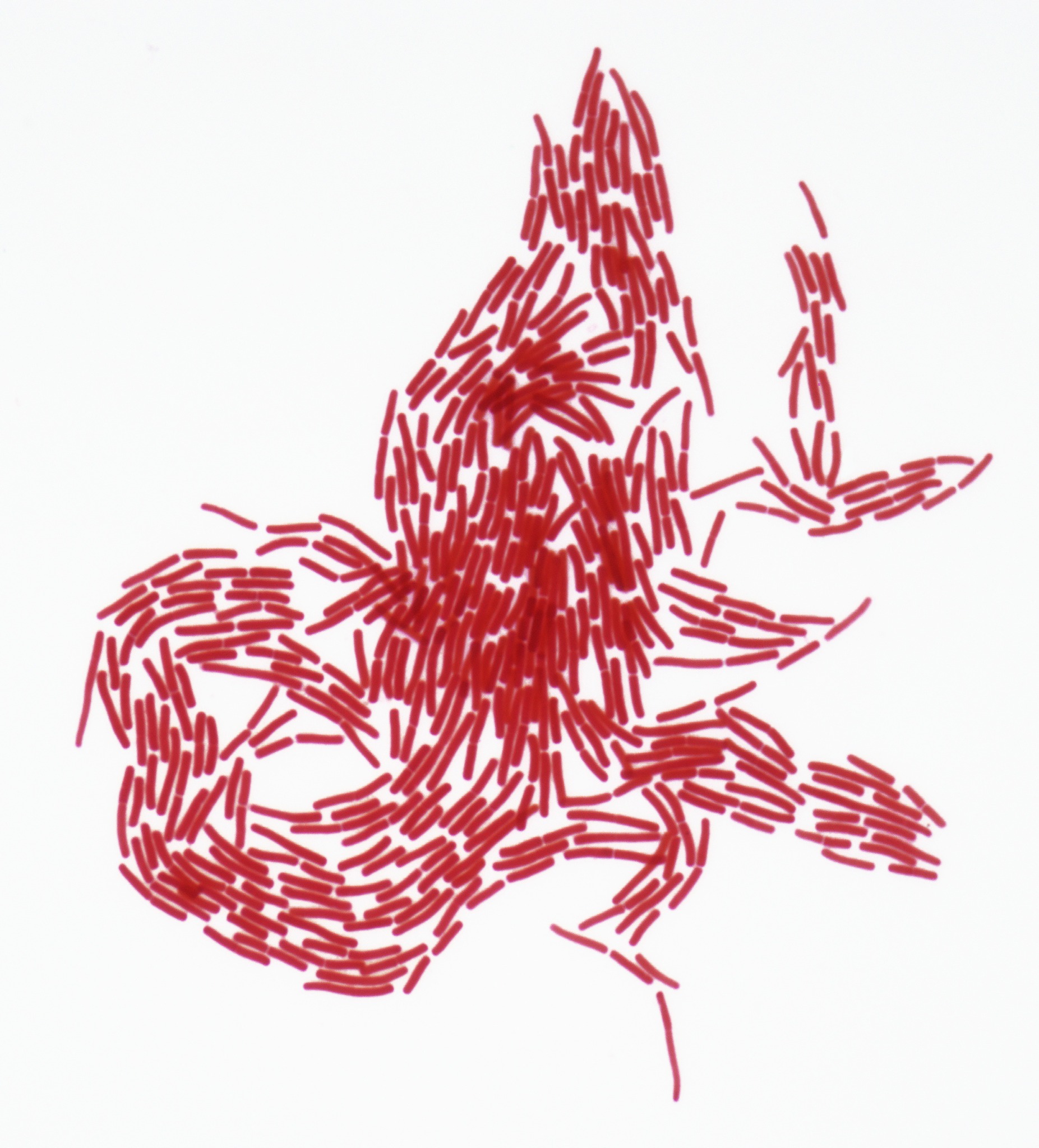 Annals of Applied Biology 期刊：涵盖广泛的应用生物学研究领域