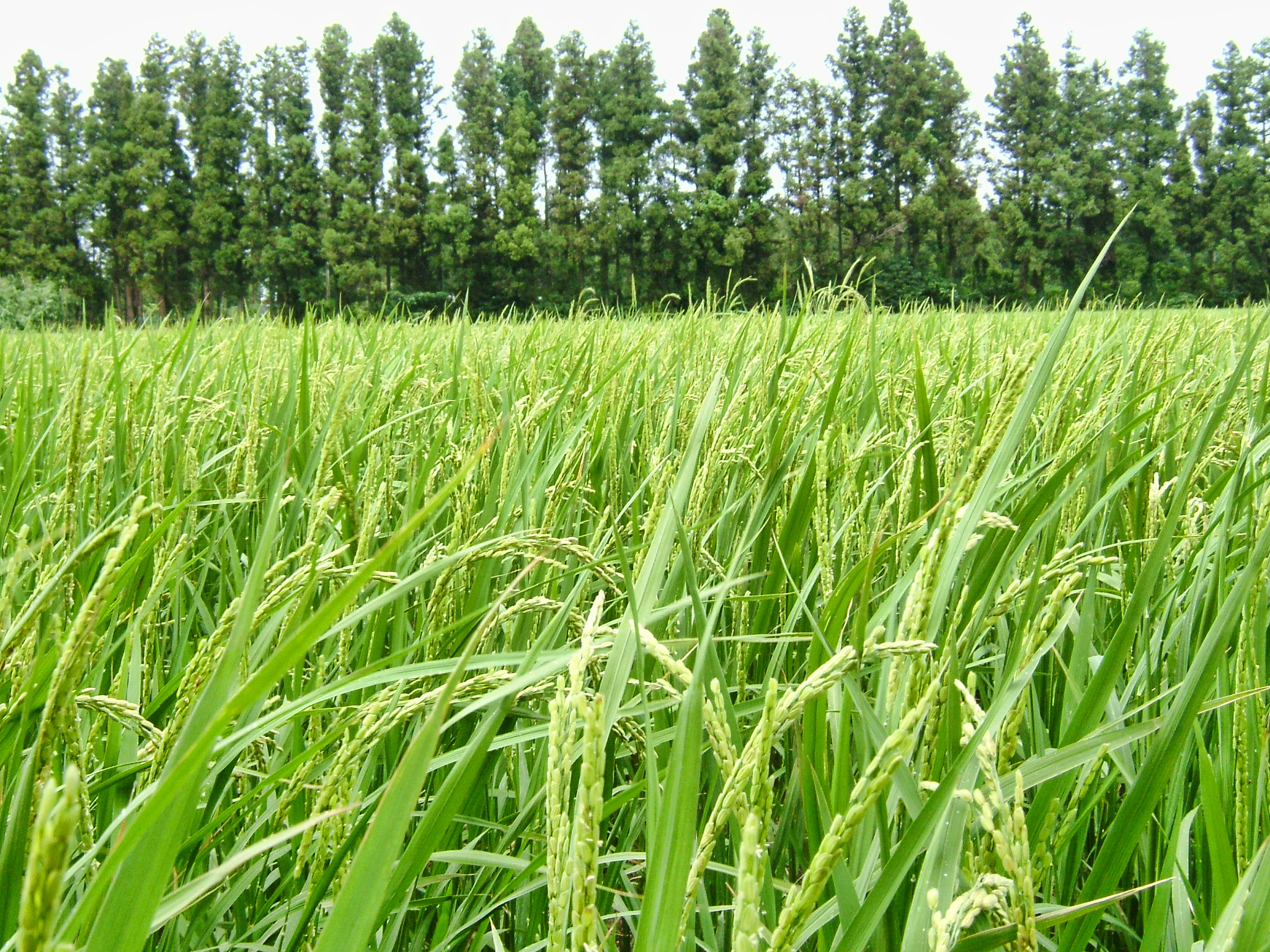 小麦生产中病虫害综合防治技术及种植技术优化研究综述