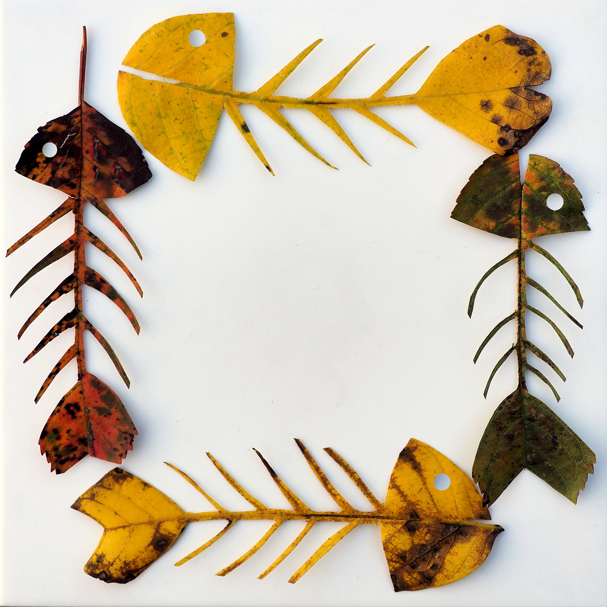 大班社会活动：叶子变变变 - 探索自然奥秘，激发科学兴趣