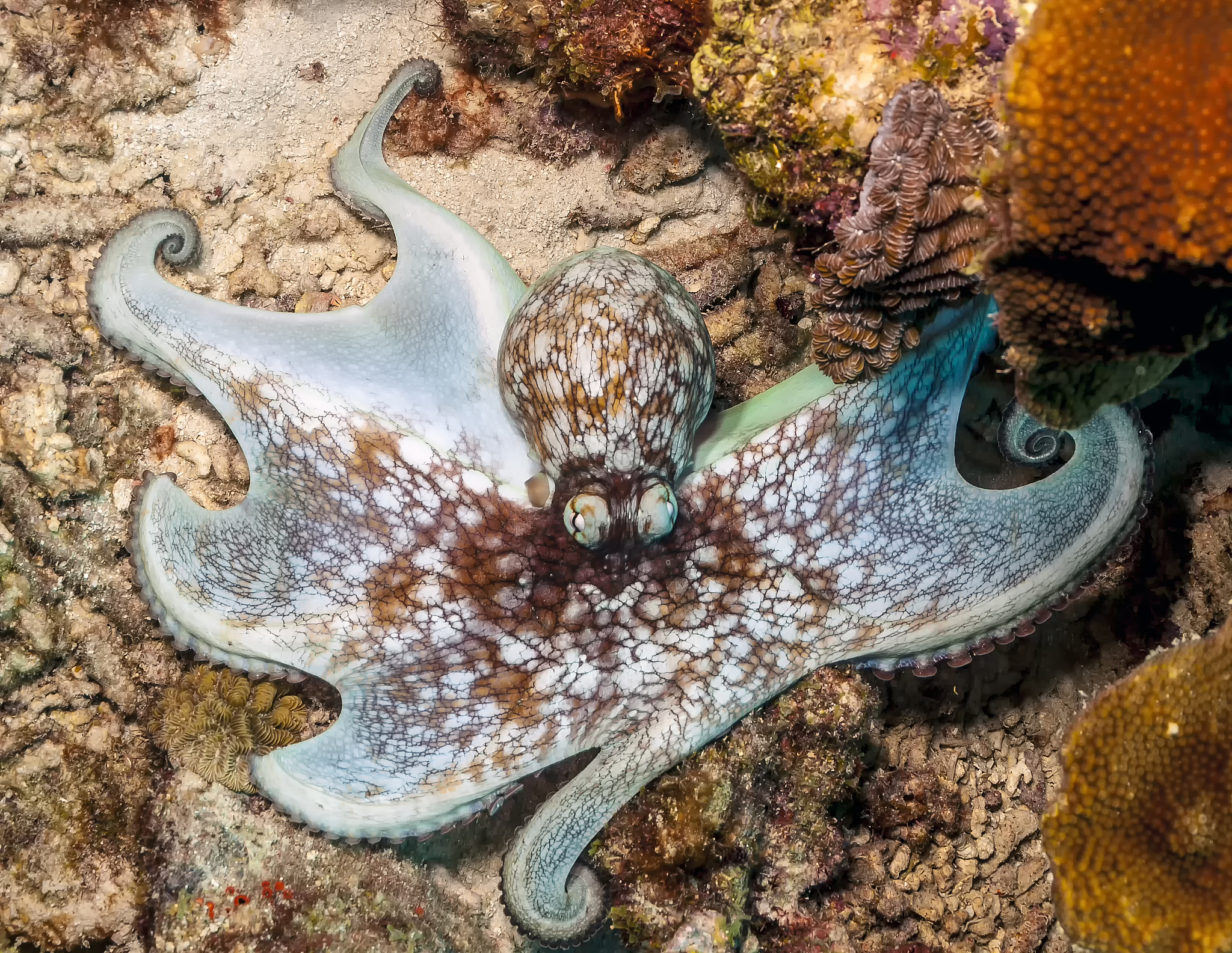 octopus