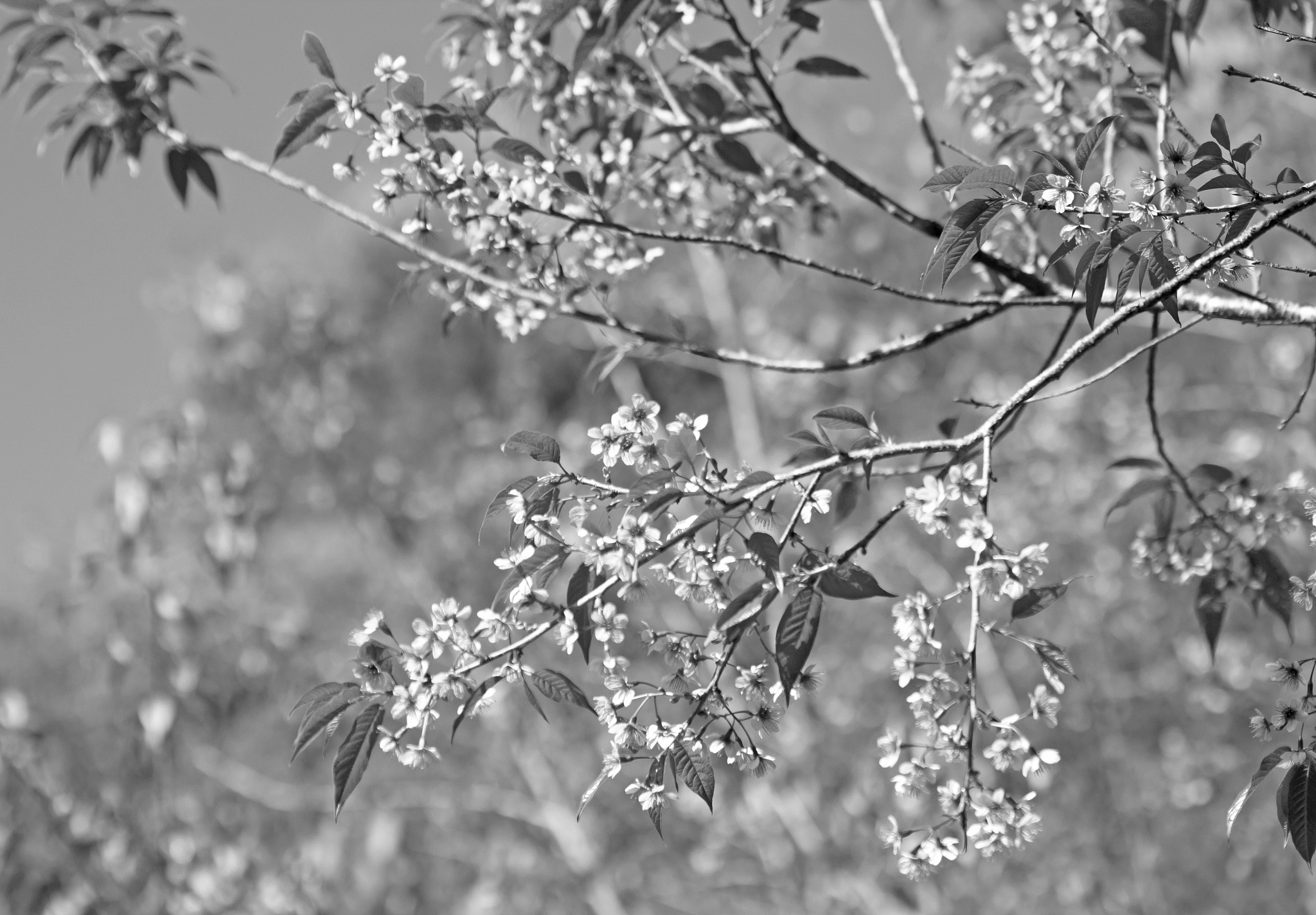 攀枝花市华森职业学校园林技术专业：课程设置、师资力量及发展前景