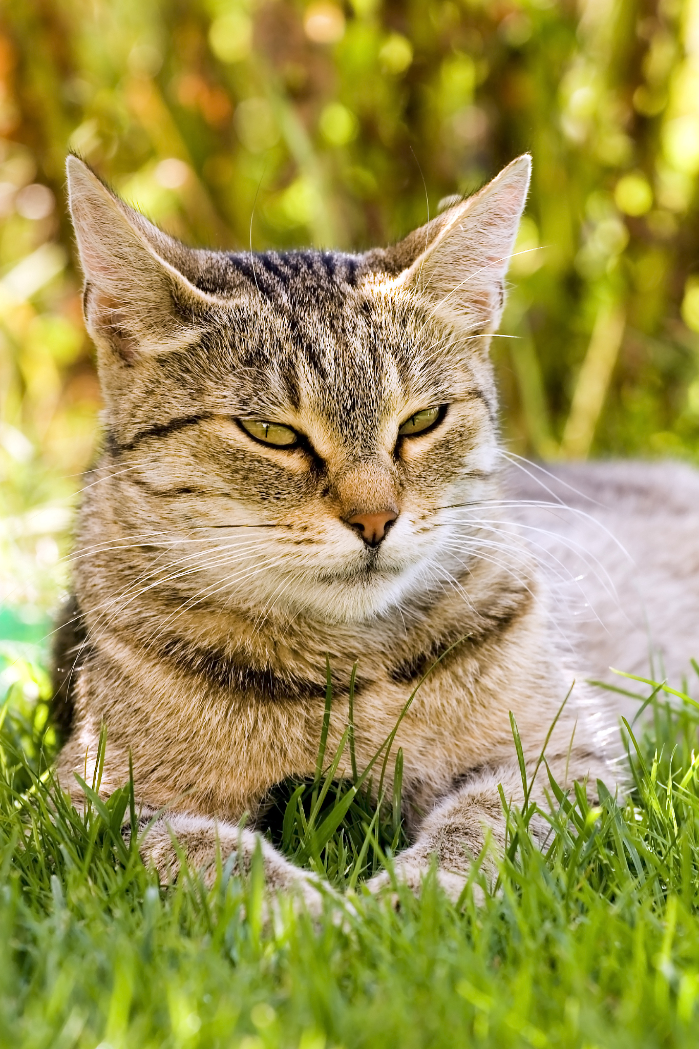 cat