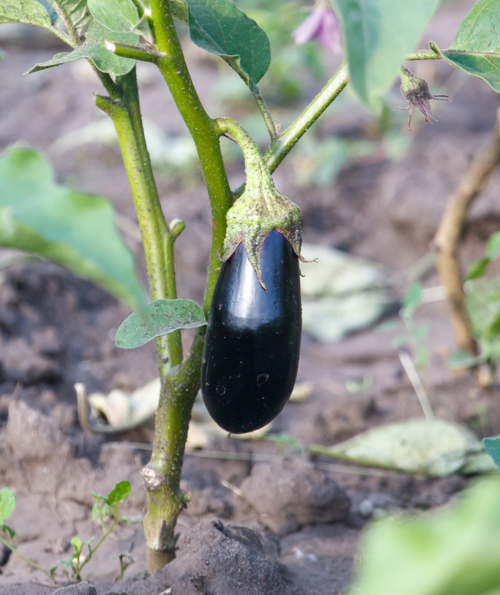 栽茄子深度：深浅选择、种植方法及管理技巧 - 1500字详细指南