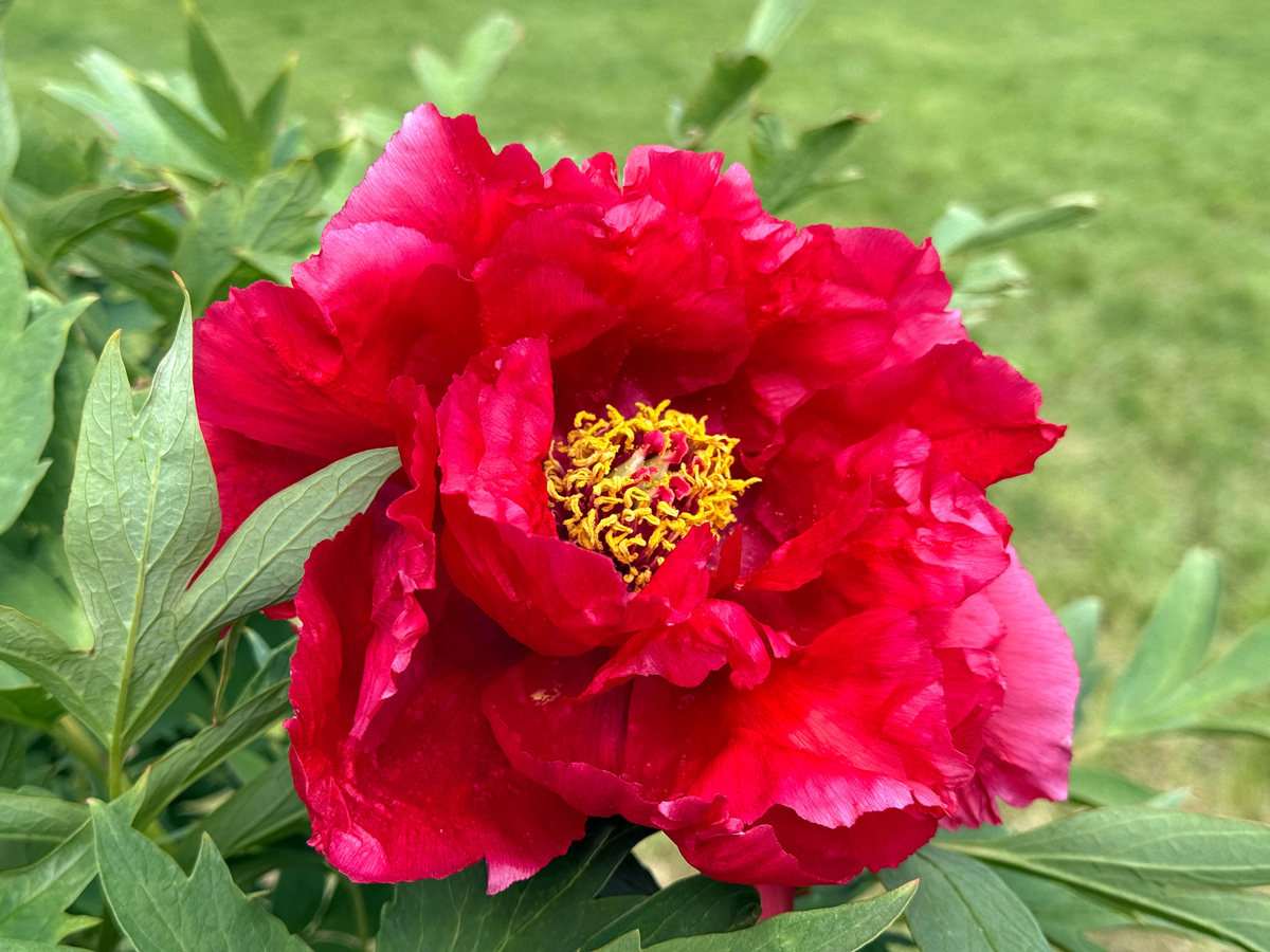 最受欢迎的牡丹品种排名：国色天香，谁是花中之王？