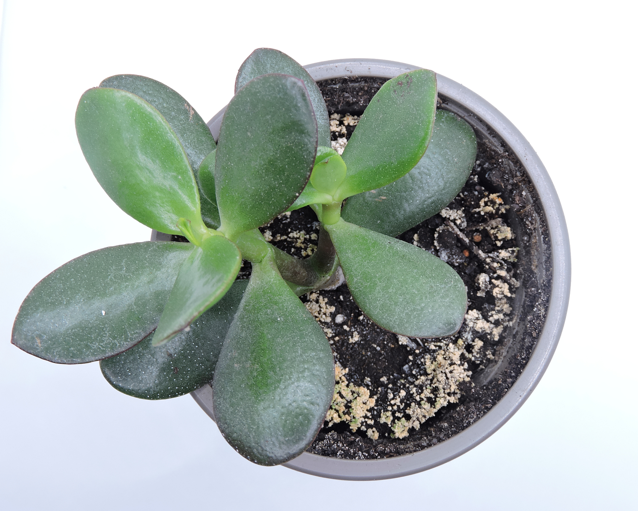 a money plant against a white background