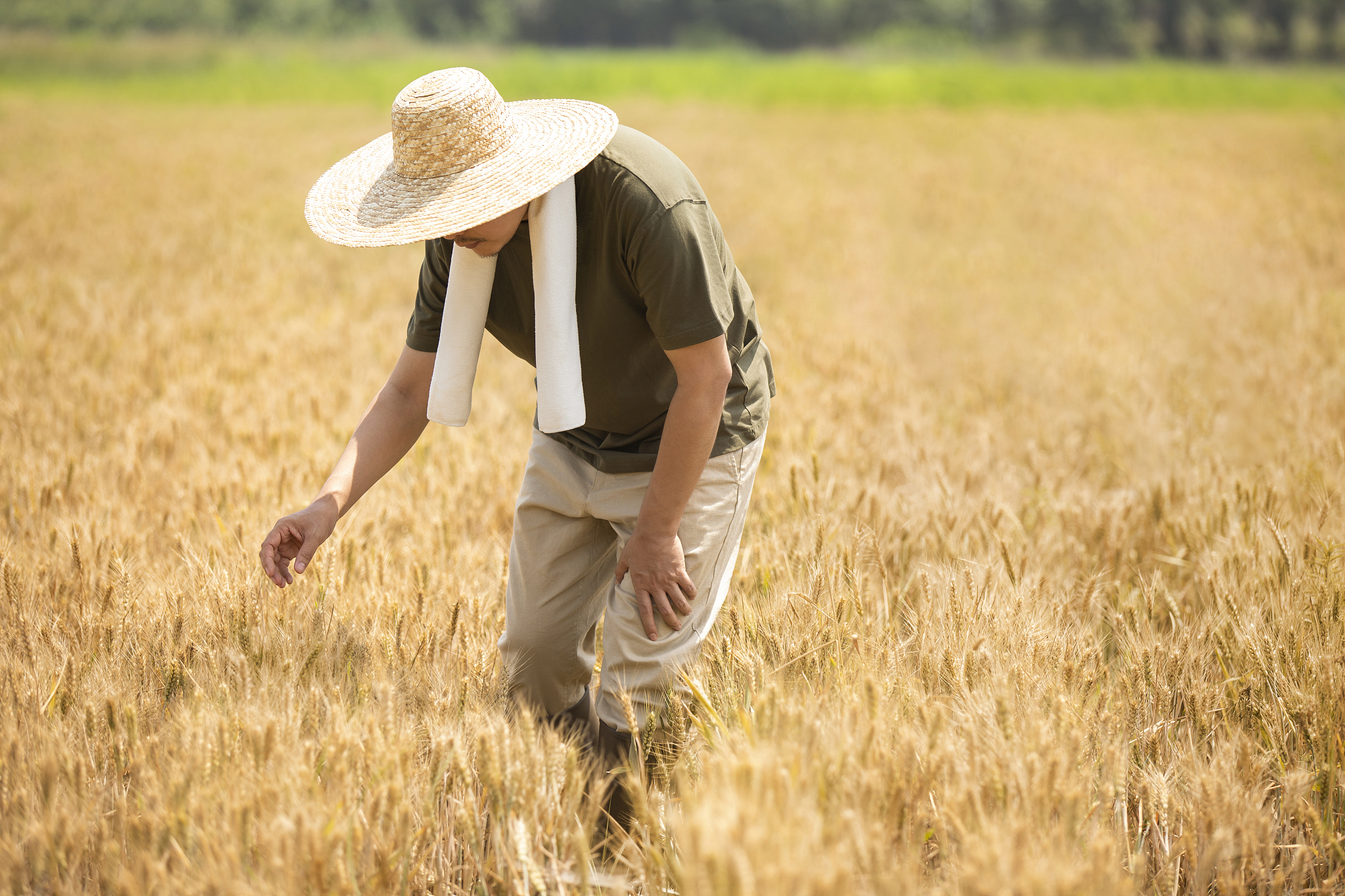 抢抓农时保丰收，全国农田奏响“奋斗曲”！