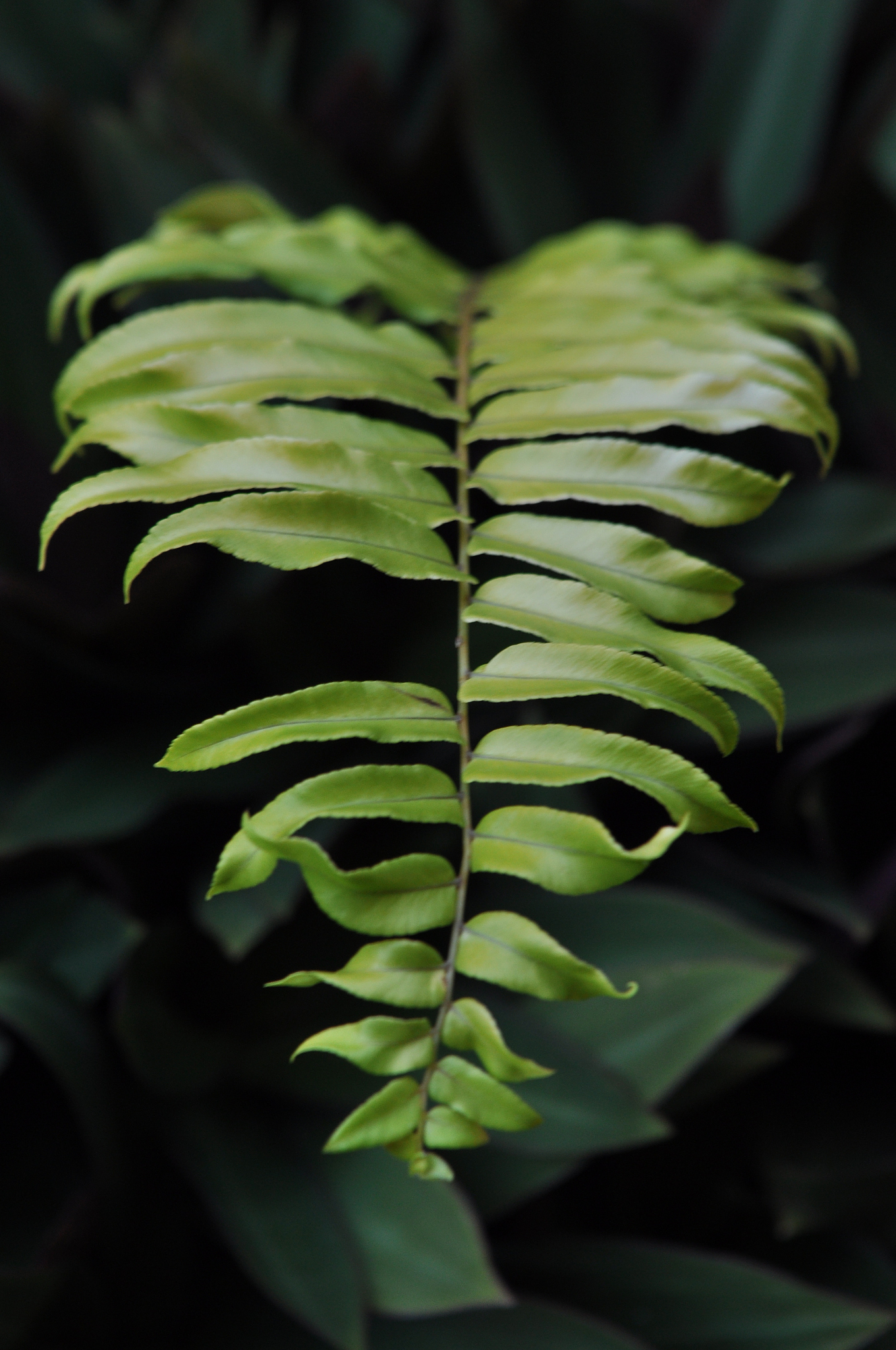 rain forest