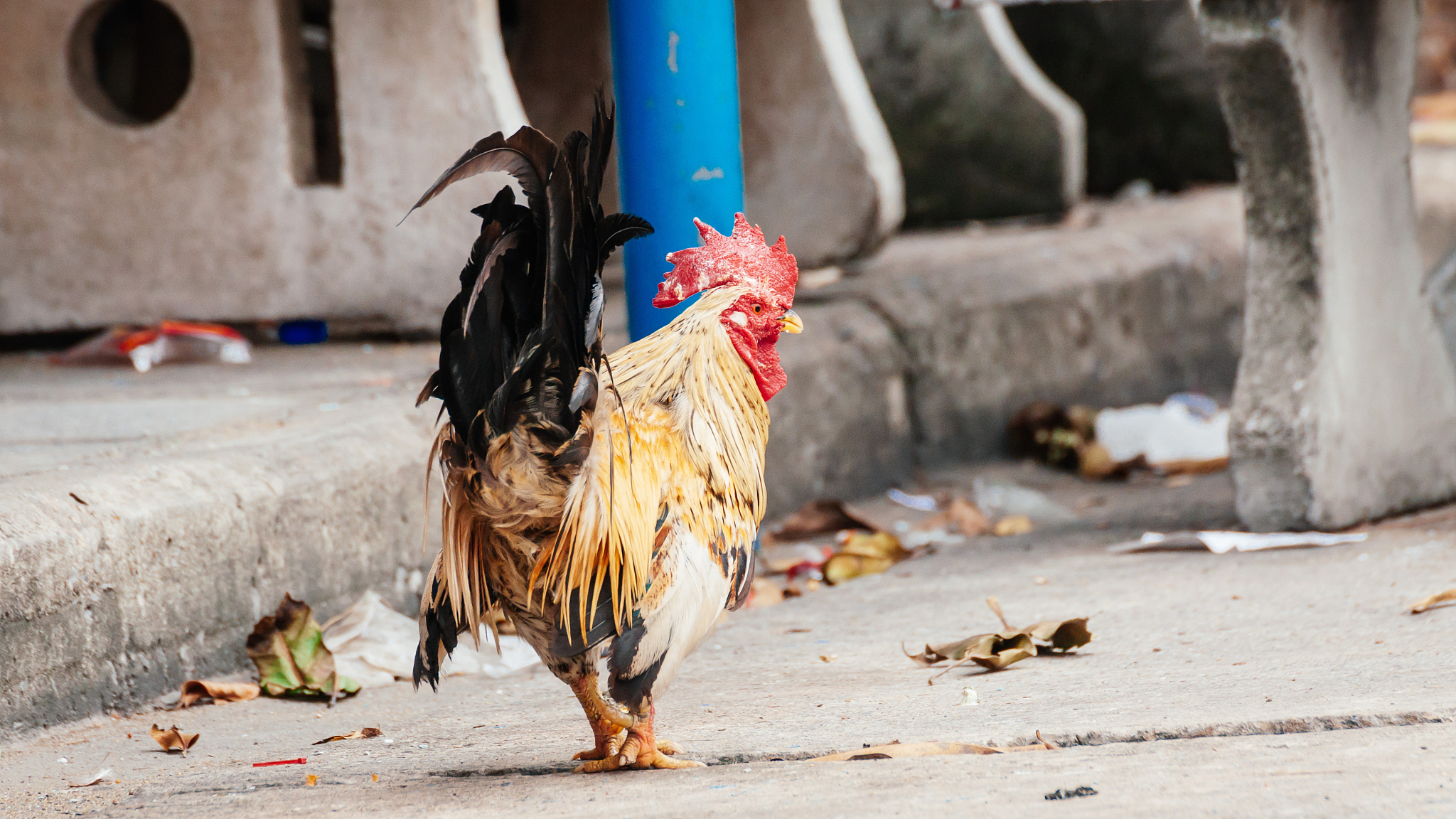 rooster is looking something to eat , chicken