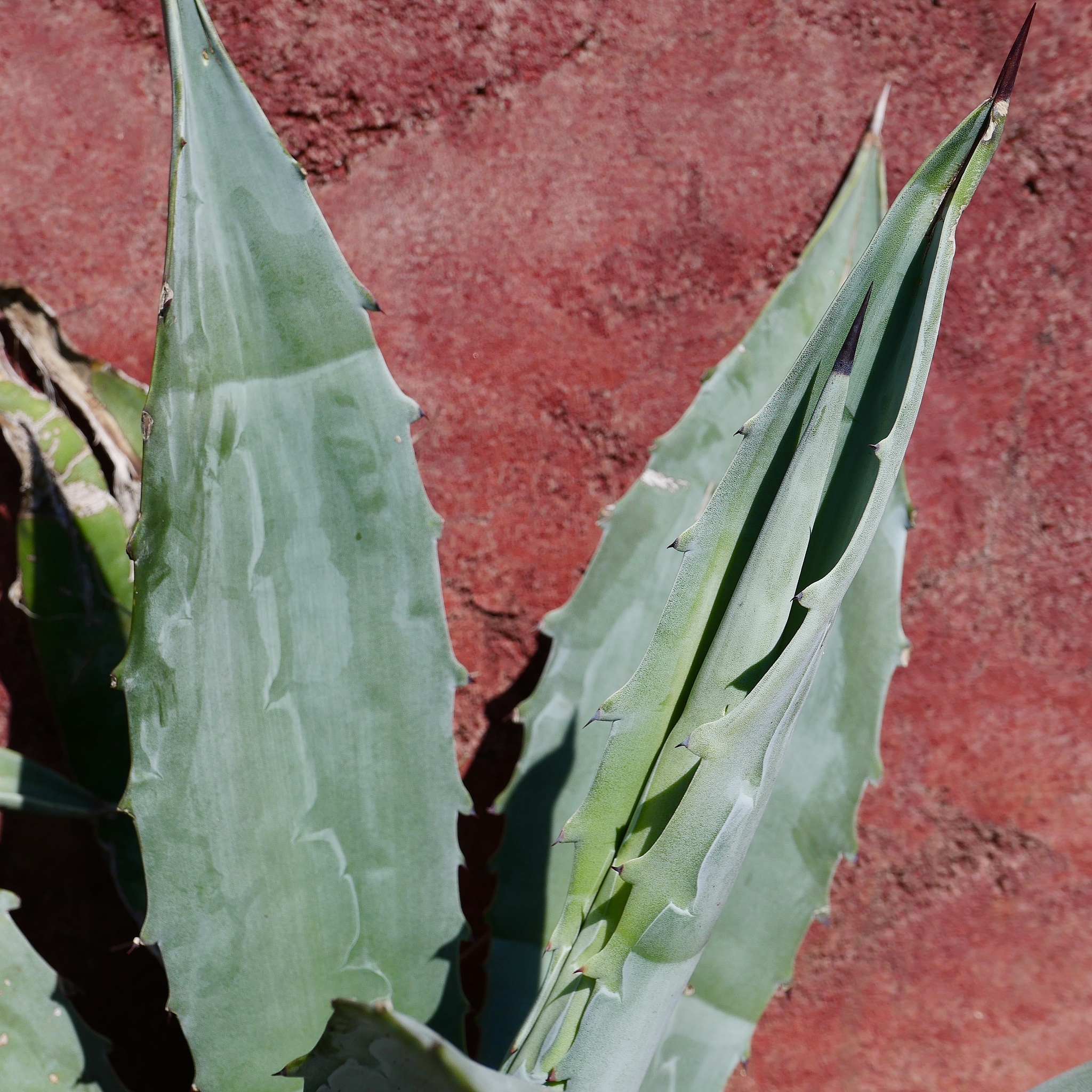 视频处理模块测试用例 - 涵盖导入、剪辑、合并、转换、压缩等功能