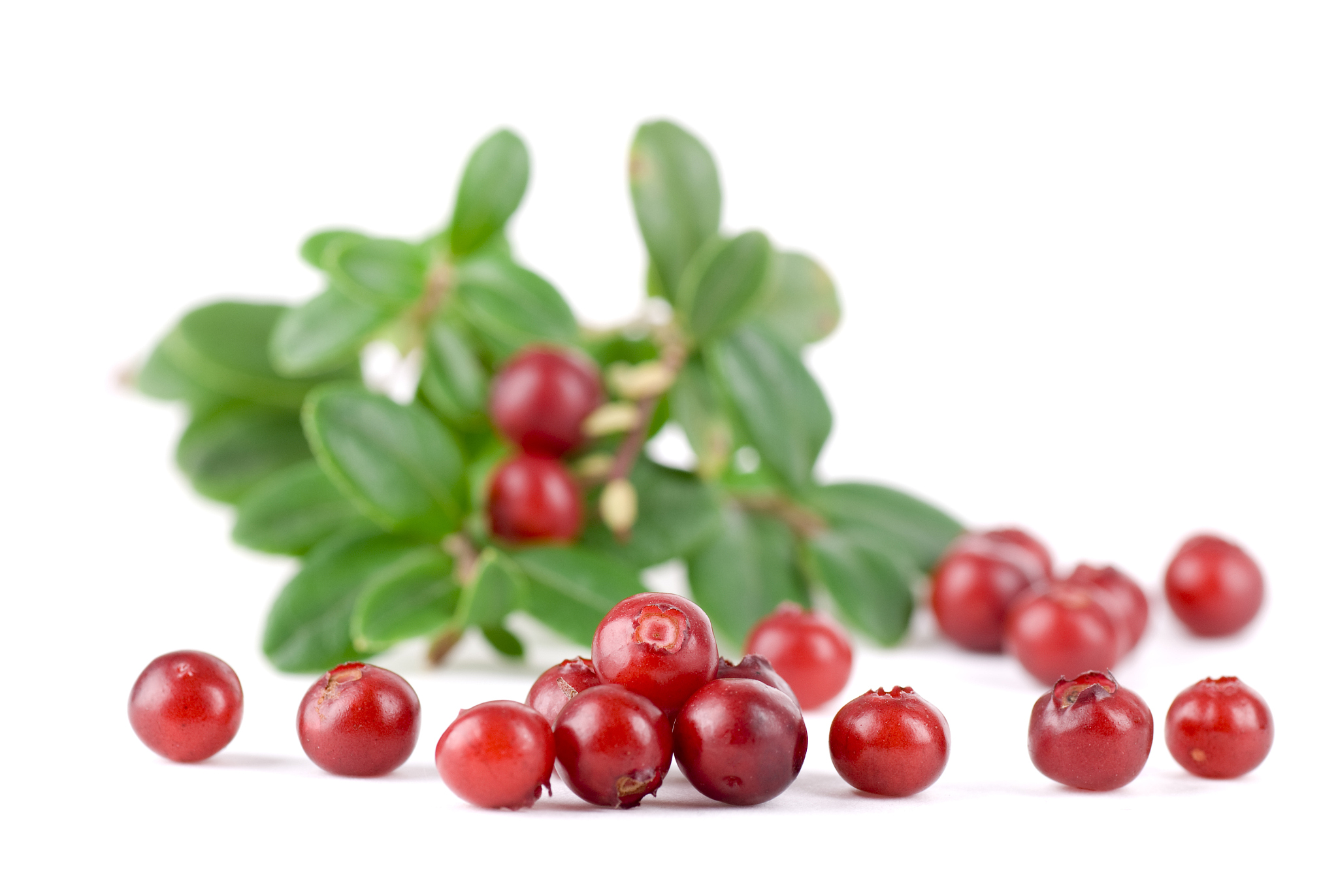 lingonberry