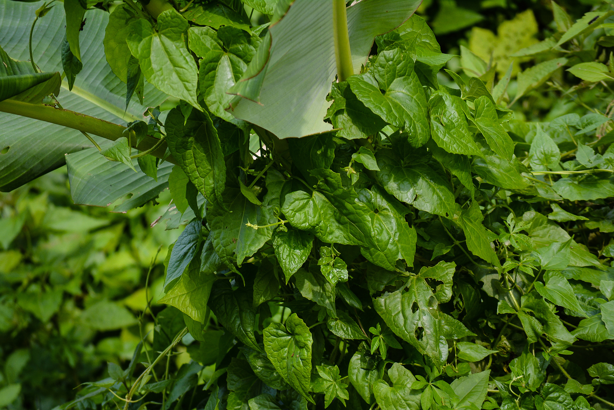 full frame shot of plants