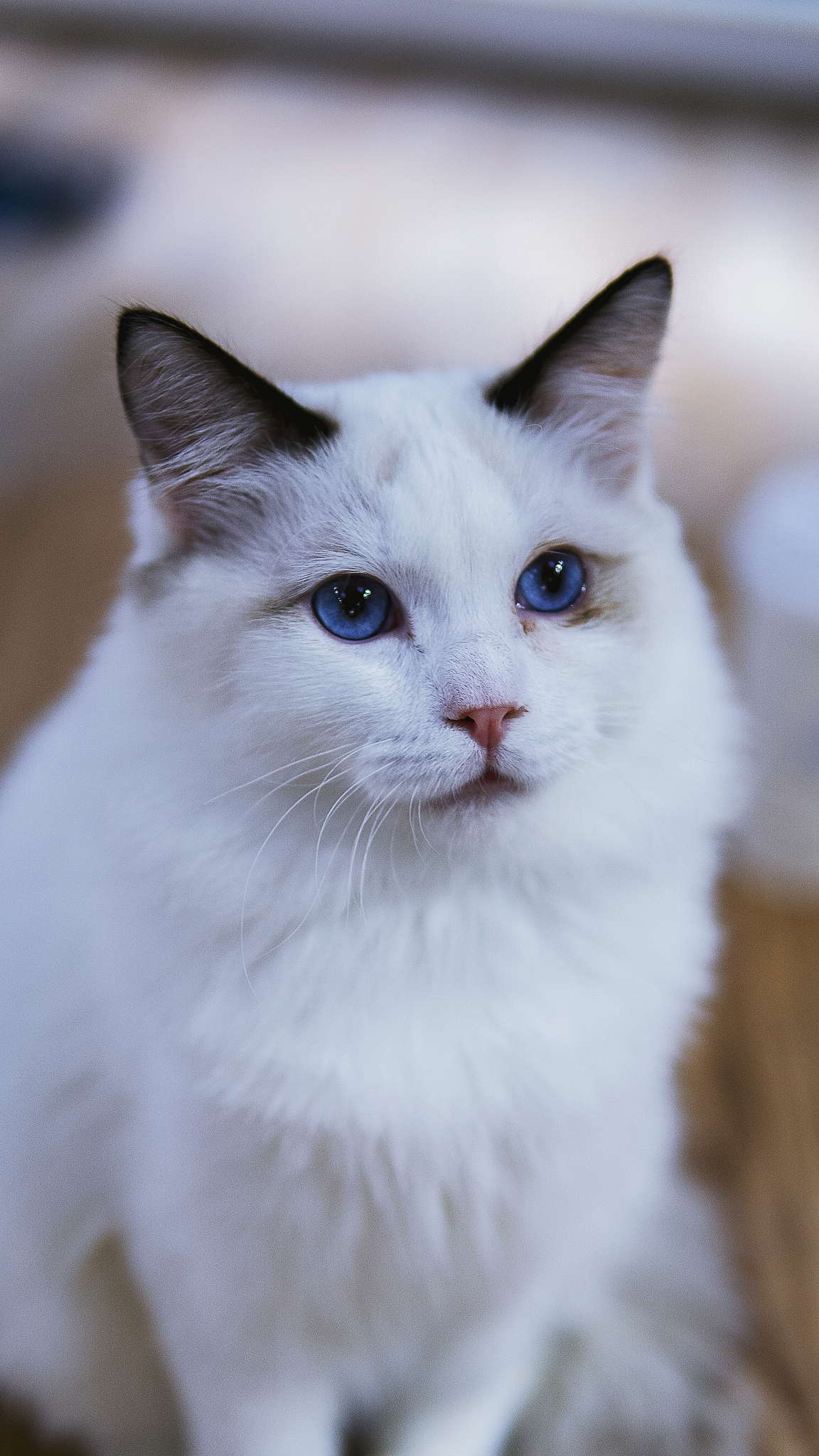 和布偶猫‘蘸糖’、蓝猫‘暴富’的日常：喵星人带来的无限欢乐