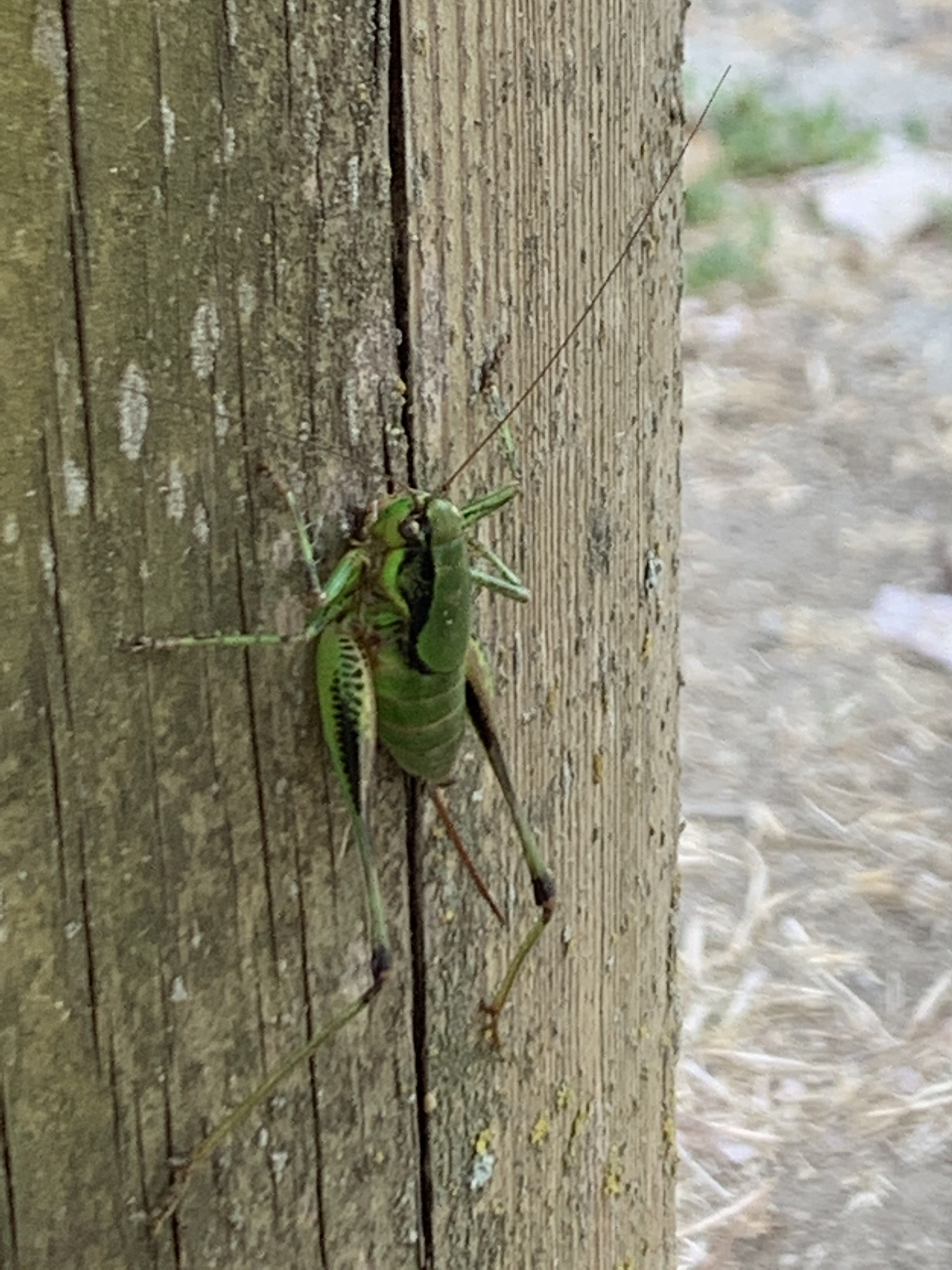 环境昆虫学期刊推荐：ENVIRONMENTAL ENTOMOLOGY