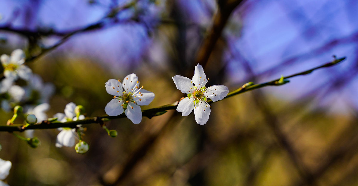 指縫陽光 梨花淡白柳深青柳絮飞时花满城。 惆怅东栏二株雪人生看得几清明。
