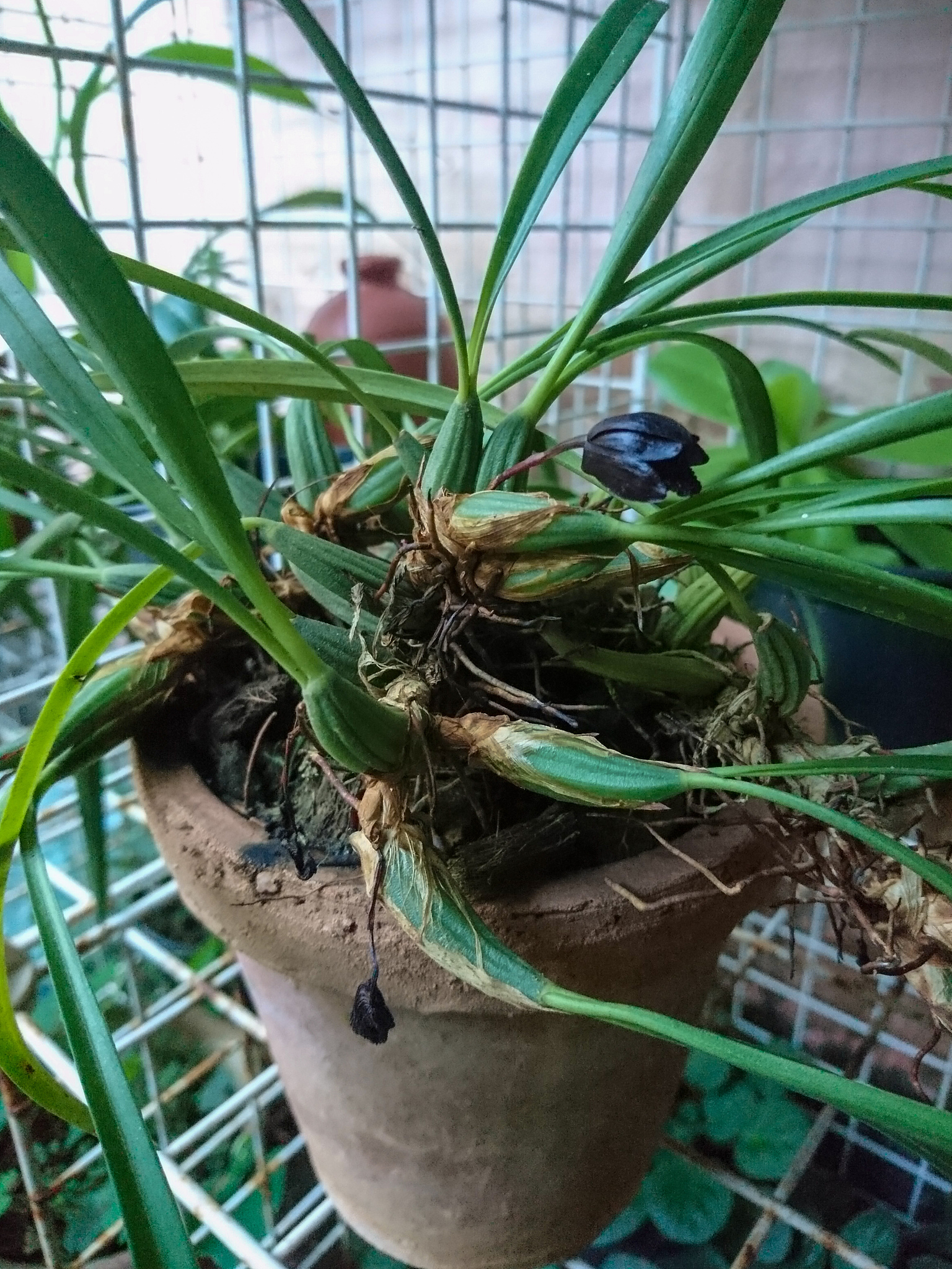 兰花开花后土发黑的原因及解决方法