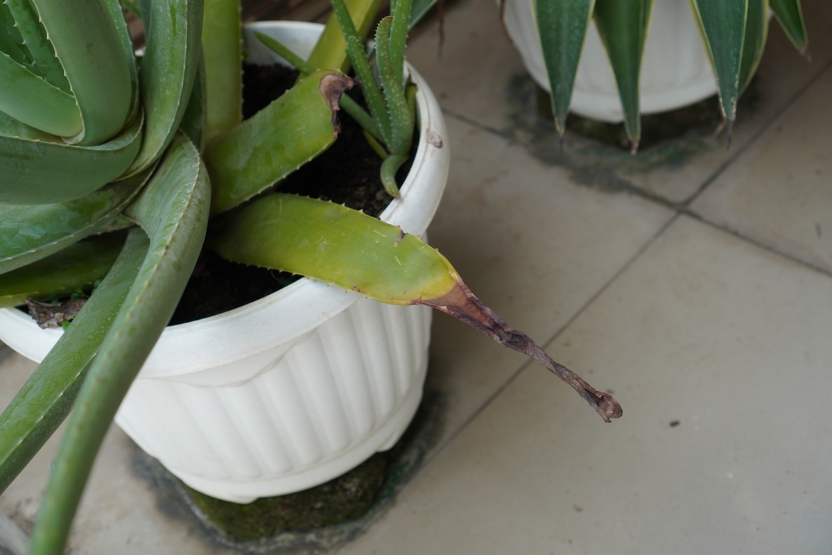 虎皮兰叶子干瘪怎么办？还能救活吗？