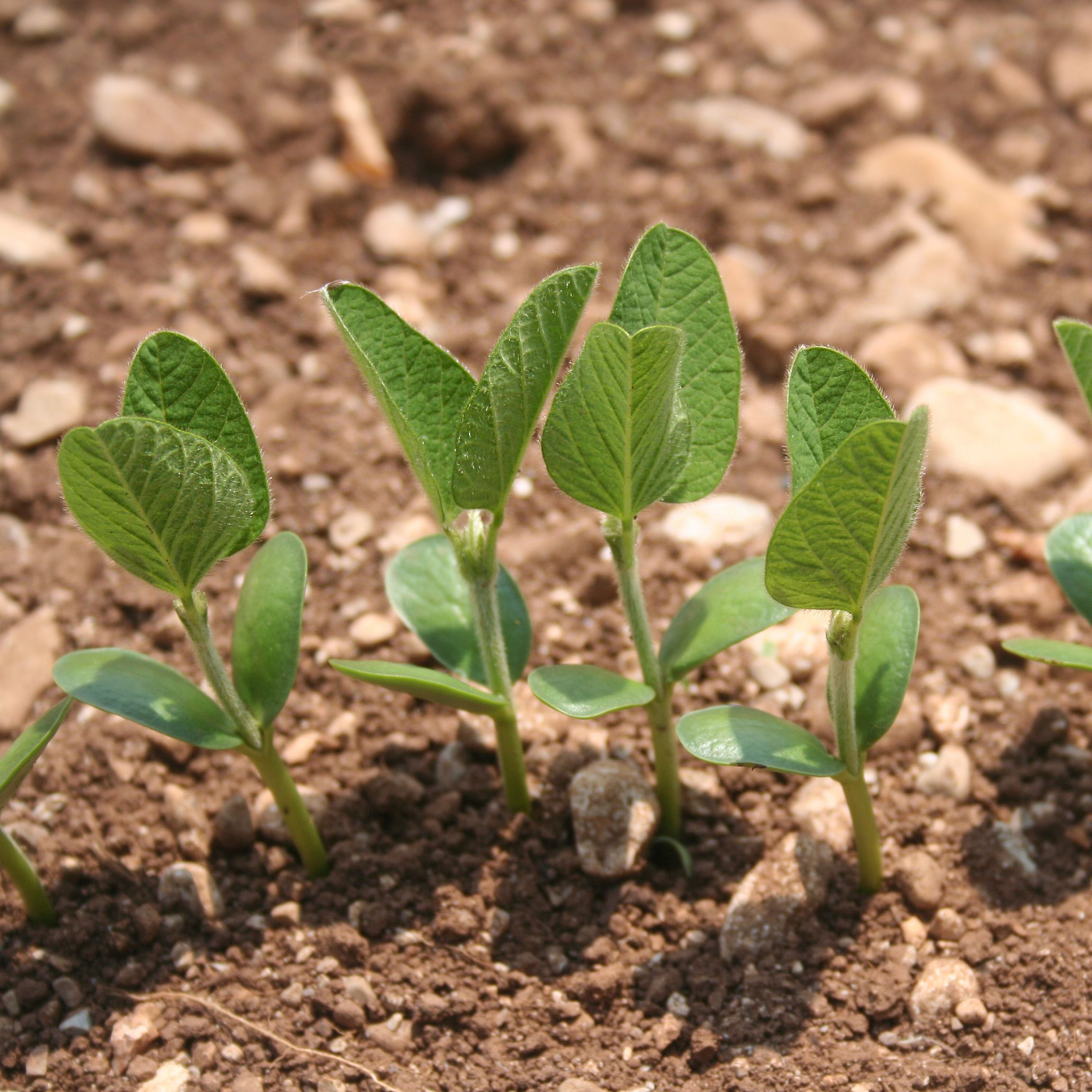 种绿豆需要多深的土层？