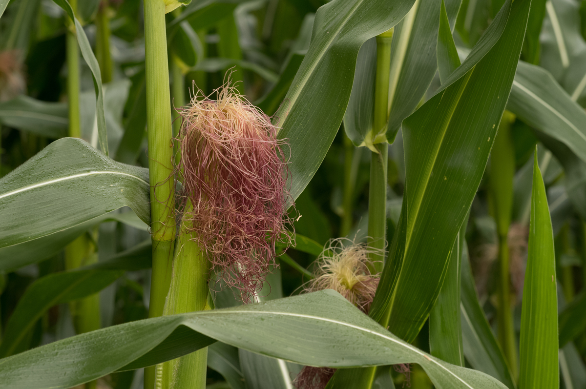 修改这个句子：Planting density a critical role for high-yielding maize system in sustainable intensification in China