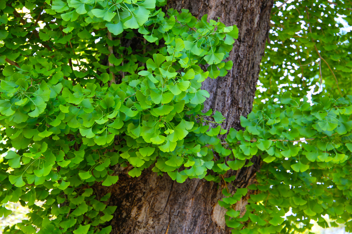 在徐州市夏天最常见的是哪些植物