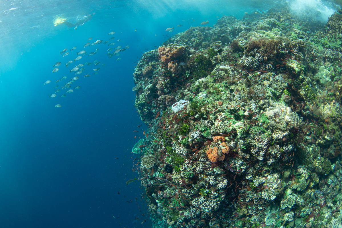 Chongming Island Asparagus: A Comprehensive Assessment of Heavy Metal Contamination and Health Risks