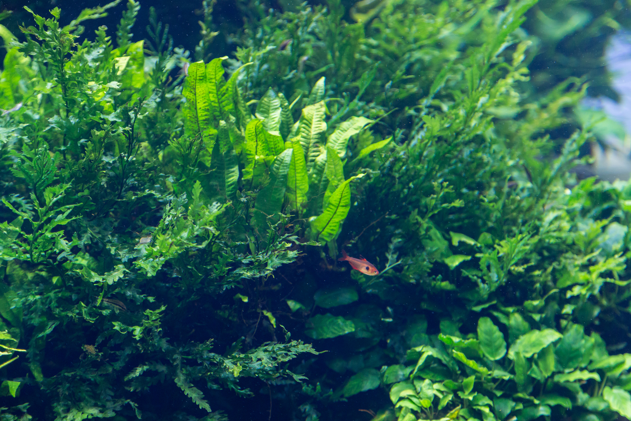 aquarium with water-plant and animals
