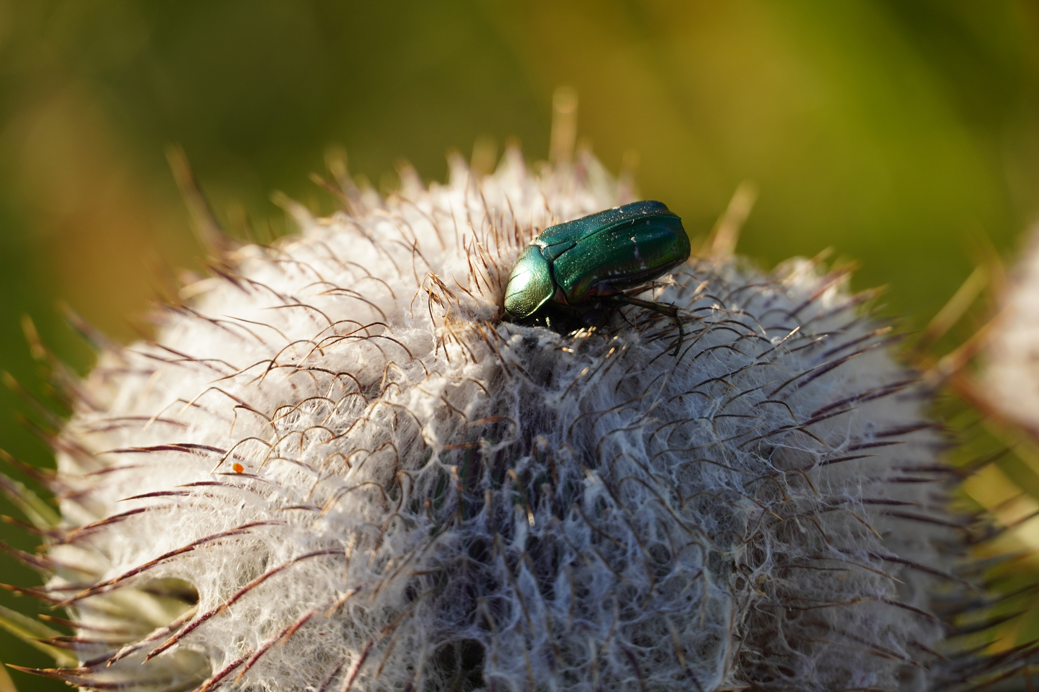 close-up shot of green beetle, eats pollen on white flower