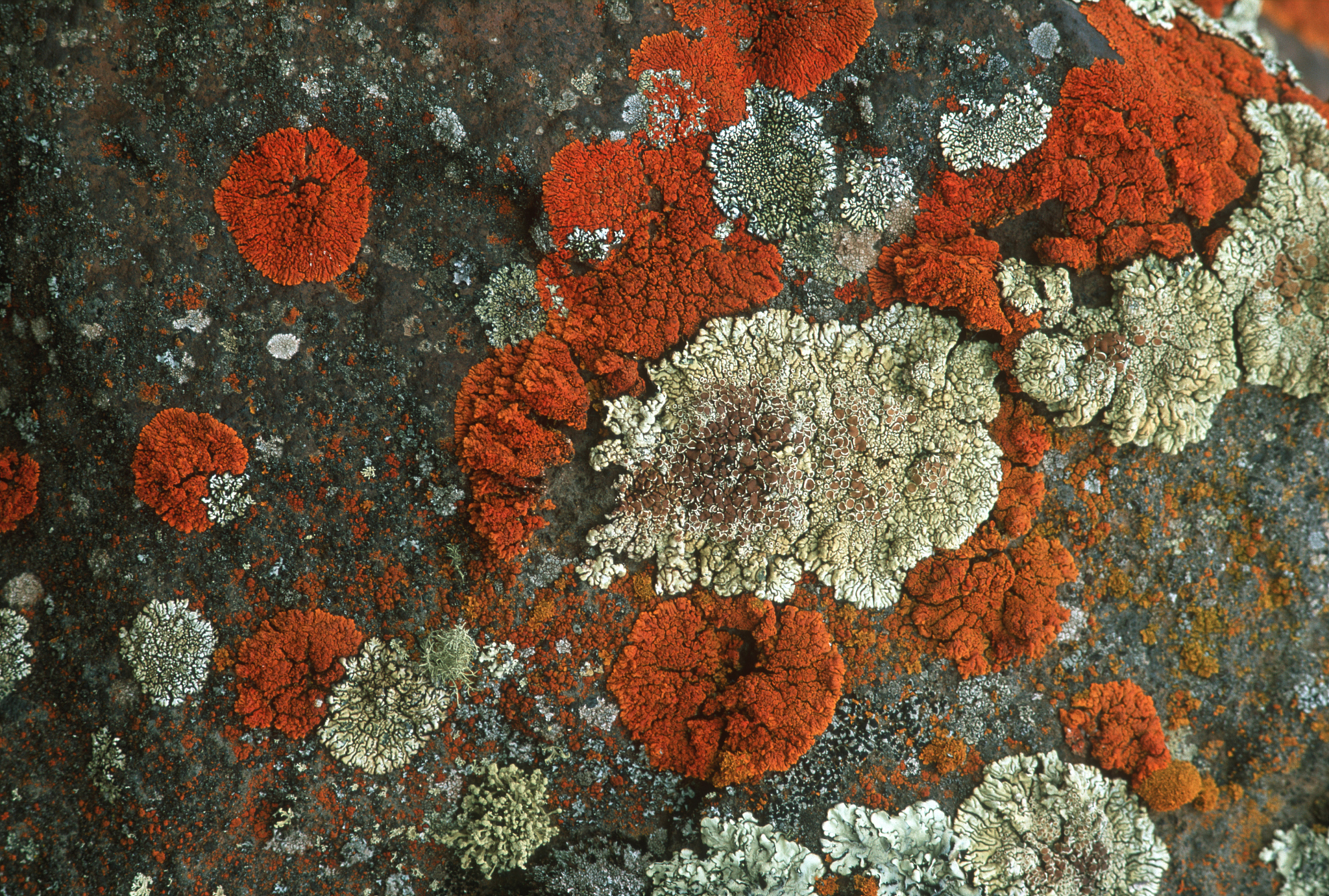 菌藻共生系统：自然界的奇妙合作