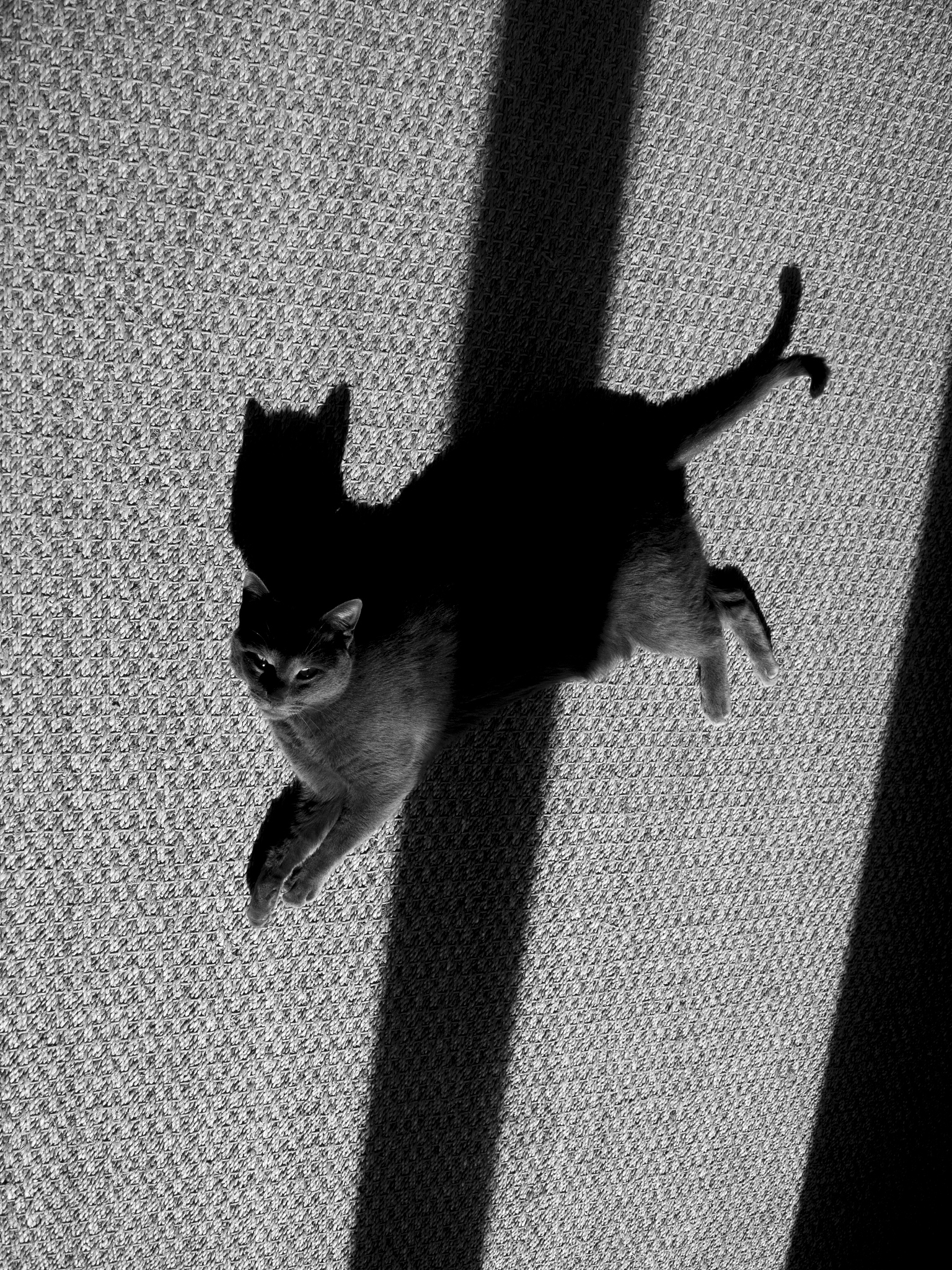 有翅膀的黑猫在操场上跳舞：奇幻想象力的精彩呈现