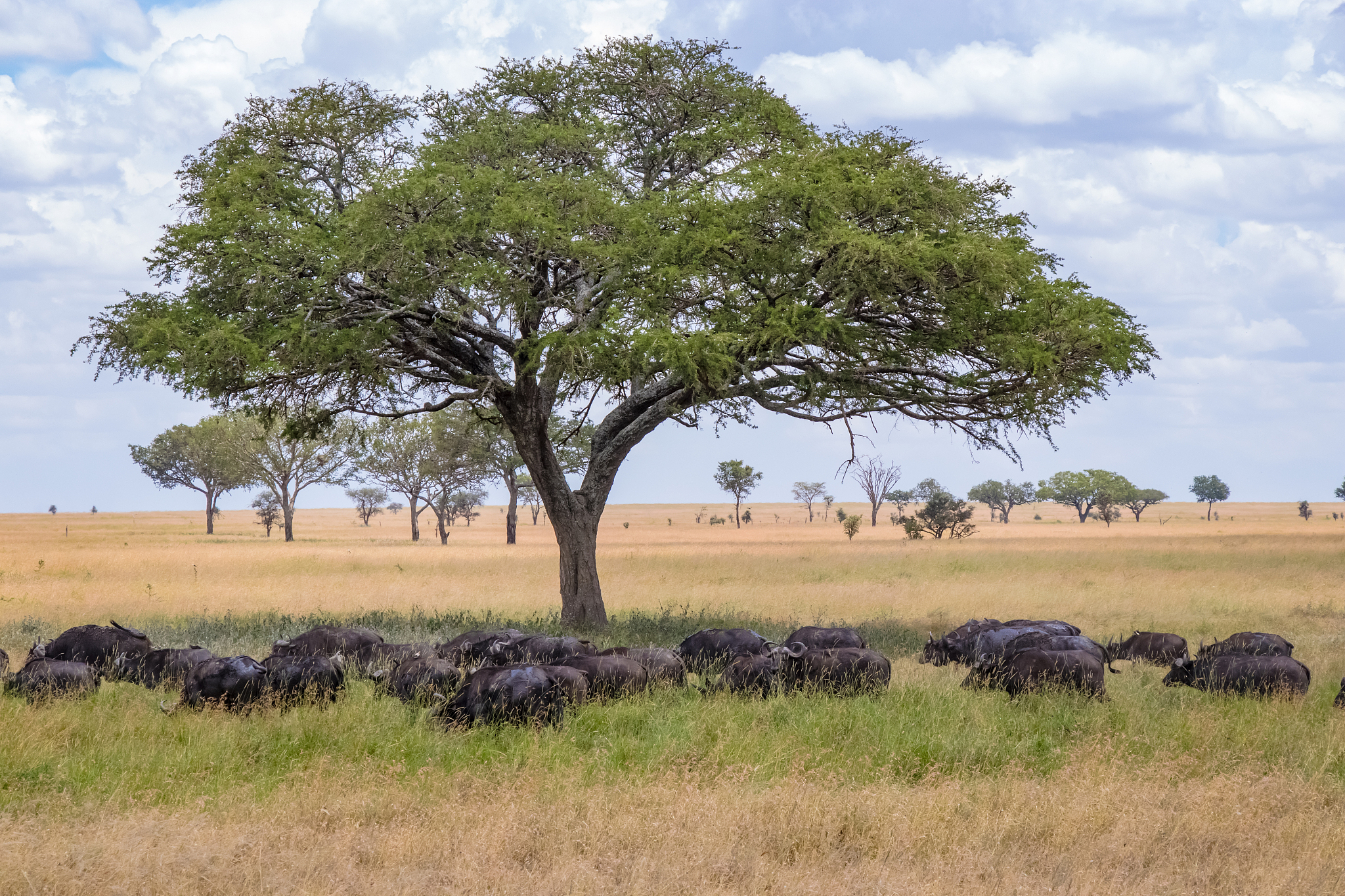 buffalo herd passes by the acacia tree