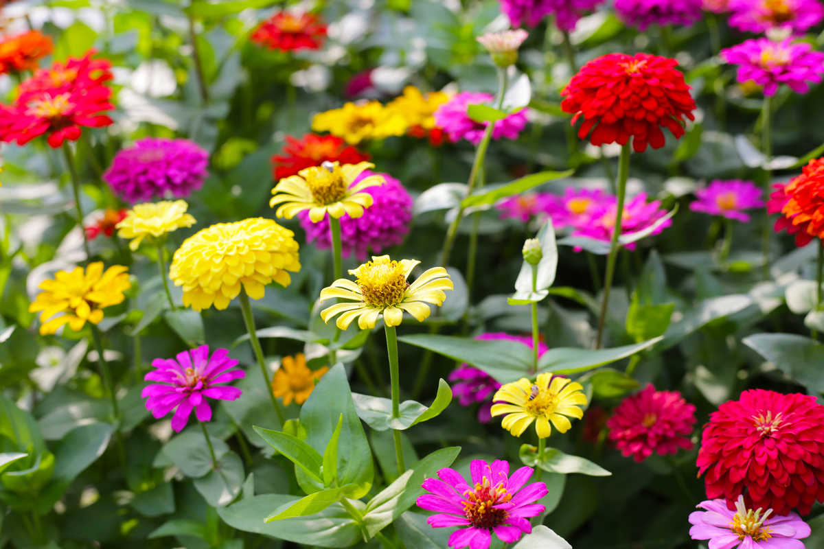 秋野花：秋季盛开的美丽野花，药用价值与文化象征