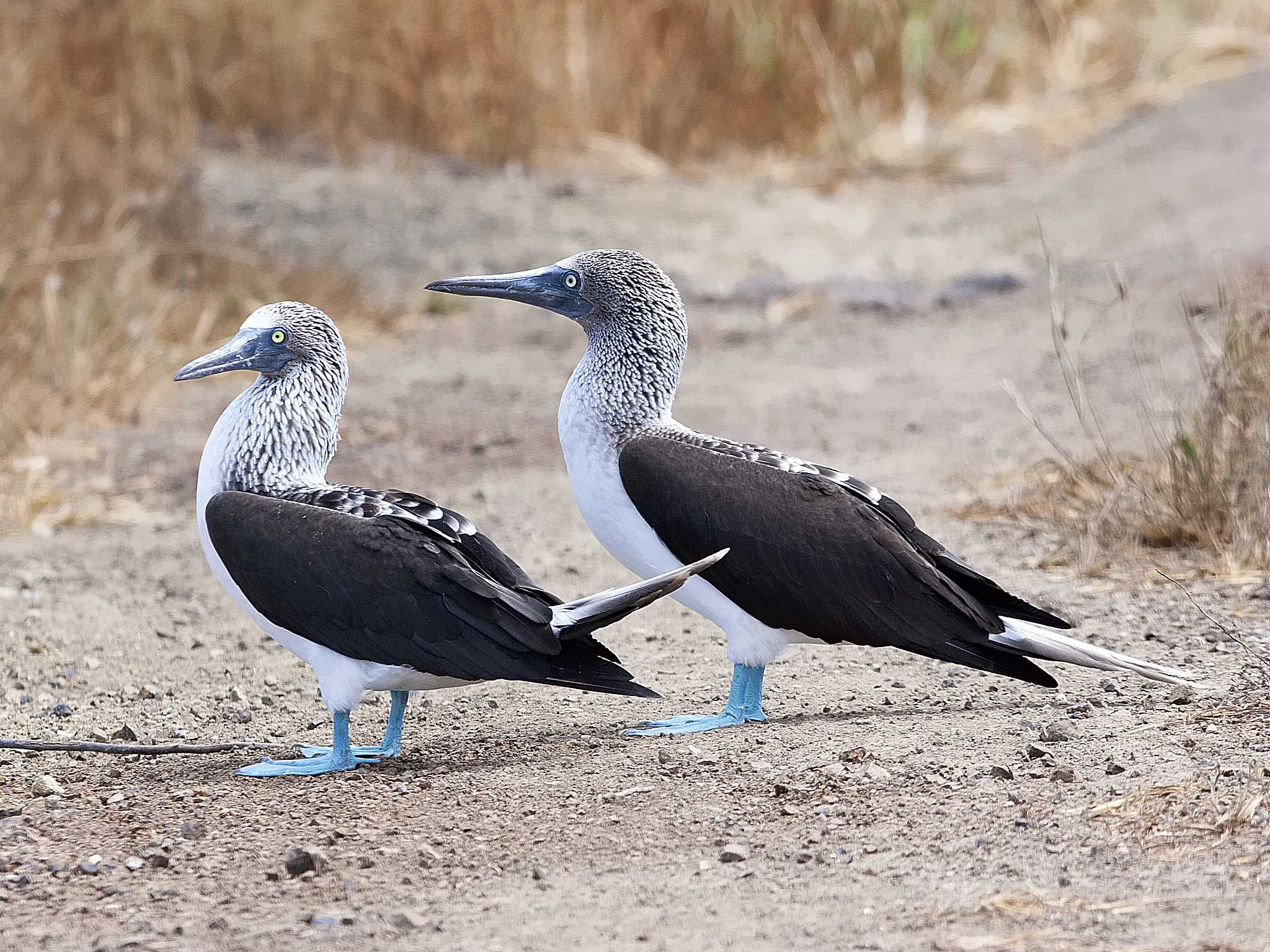 蓝眼鸬鹚属共几种 蓝眼鸬鹚动物