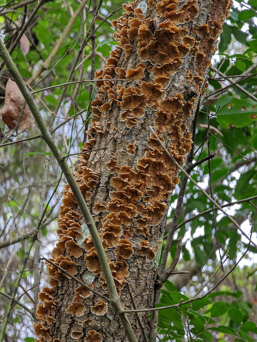 AVIAN PATHOLOGY期刊研究范围:鸟类疾病的全面解析 AVIAN PATHOLOGY期刊研究范围:鸟类疾病的全面解析