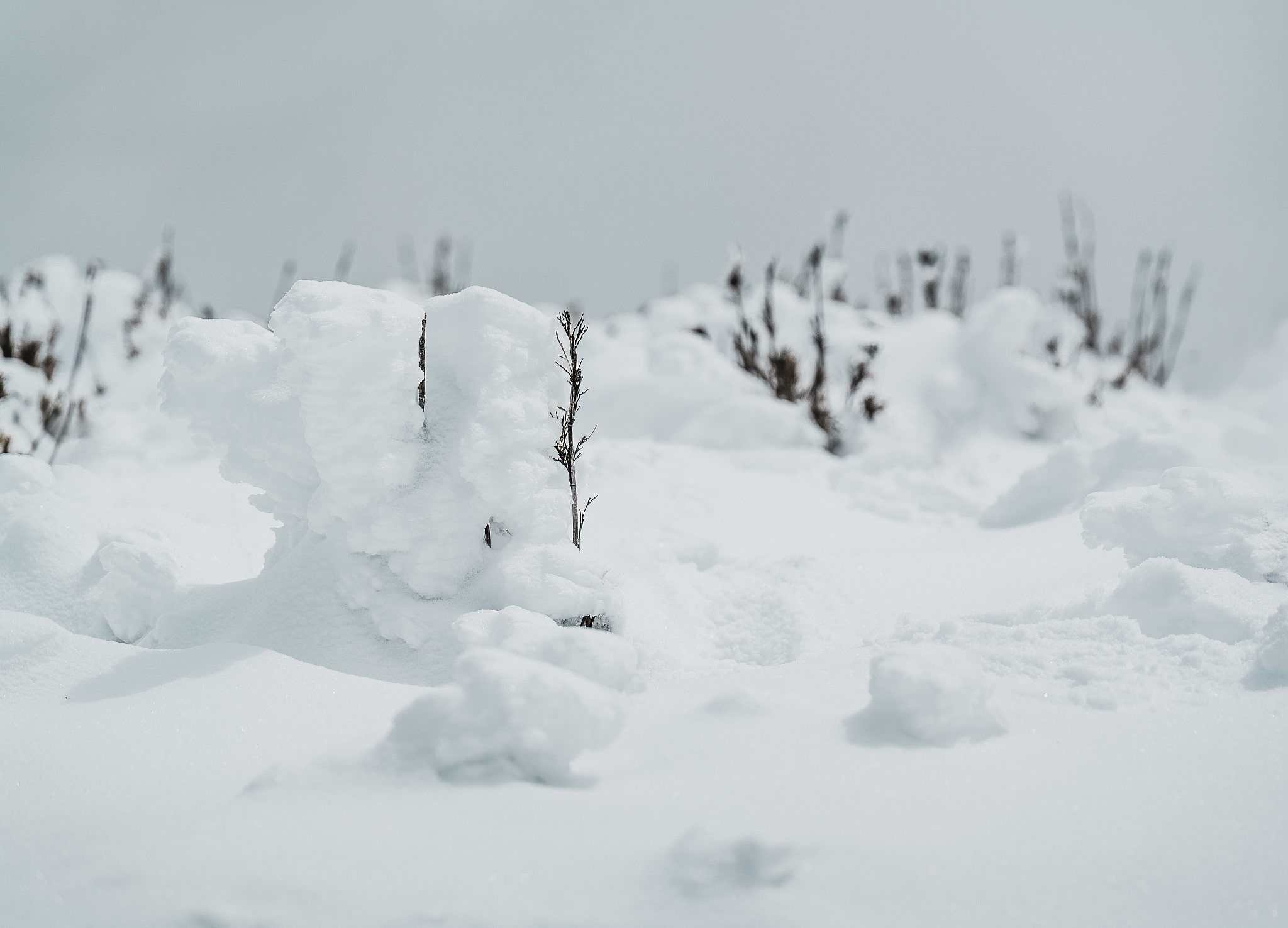 雪地描述：银装素裹，纯净宁静的世界