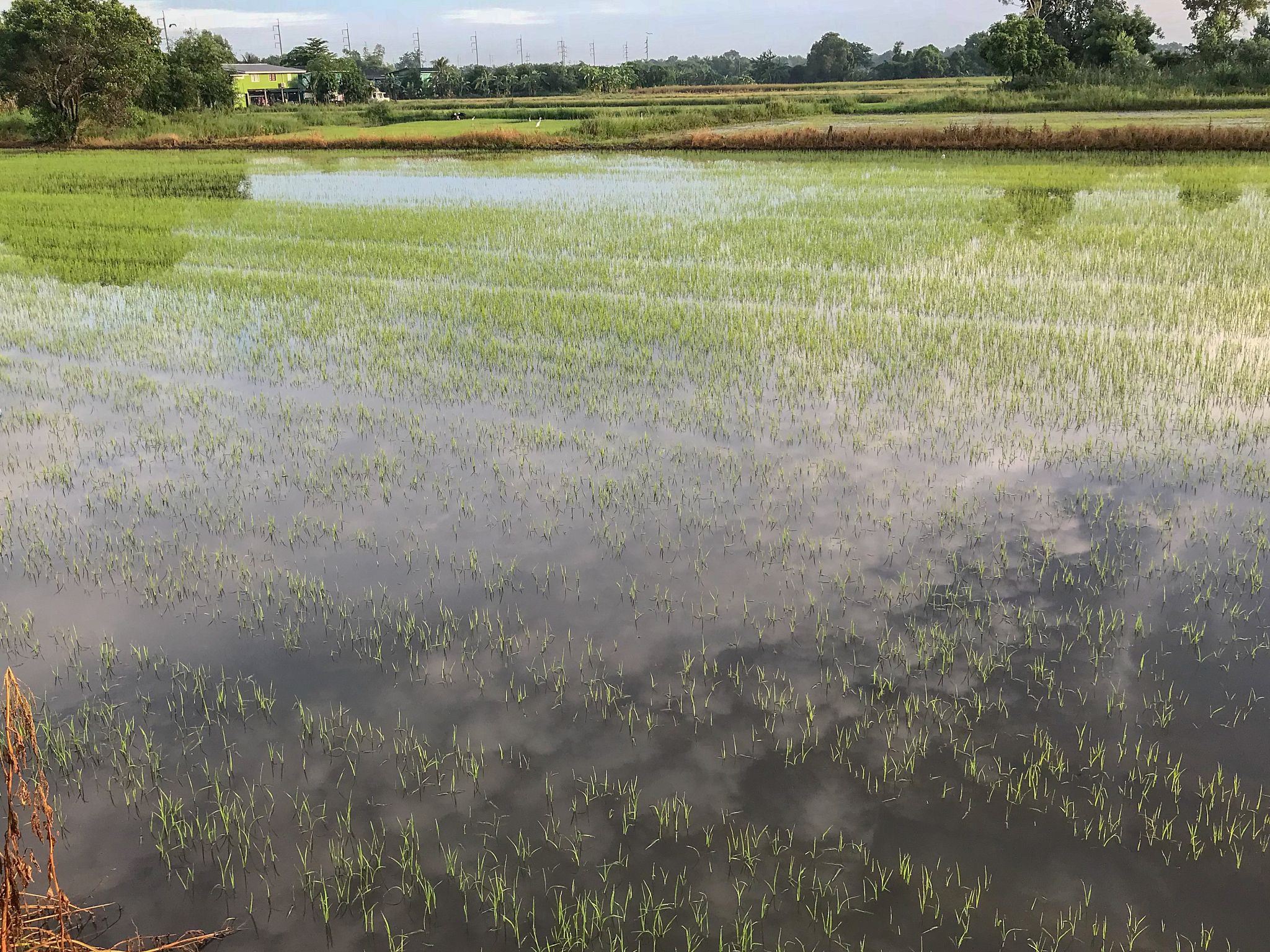 农田土壤磷流失对水体富营养化的贡献