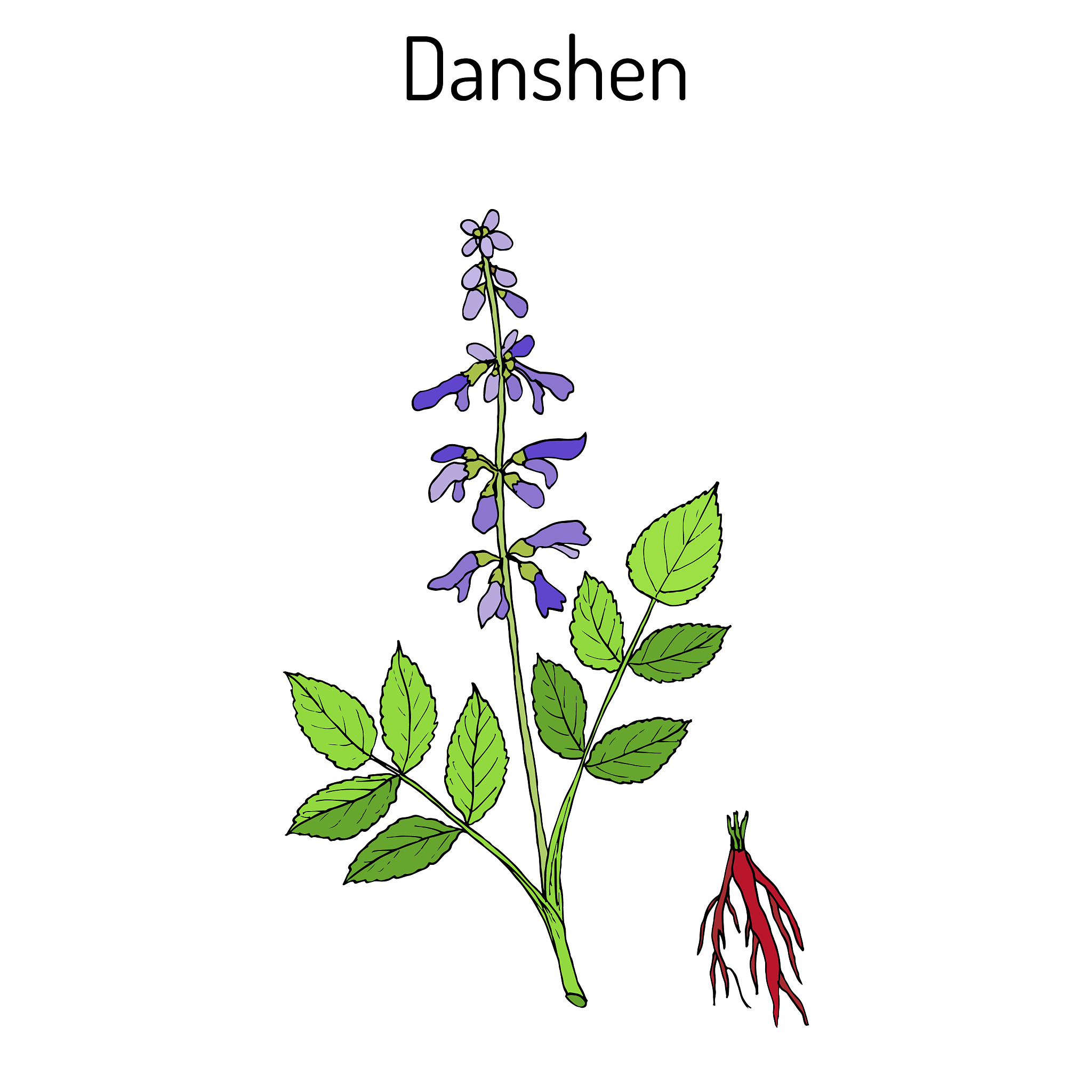 用nature期刊的语言风格翻译以下内容成英语：实验结果表明干旱胁迫下2M、5M和7M三个不同生长阶段的丹参MDA含量显著增加。增加幅度分别为33、37和39。