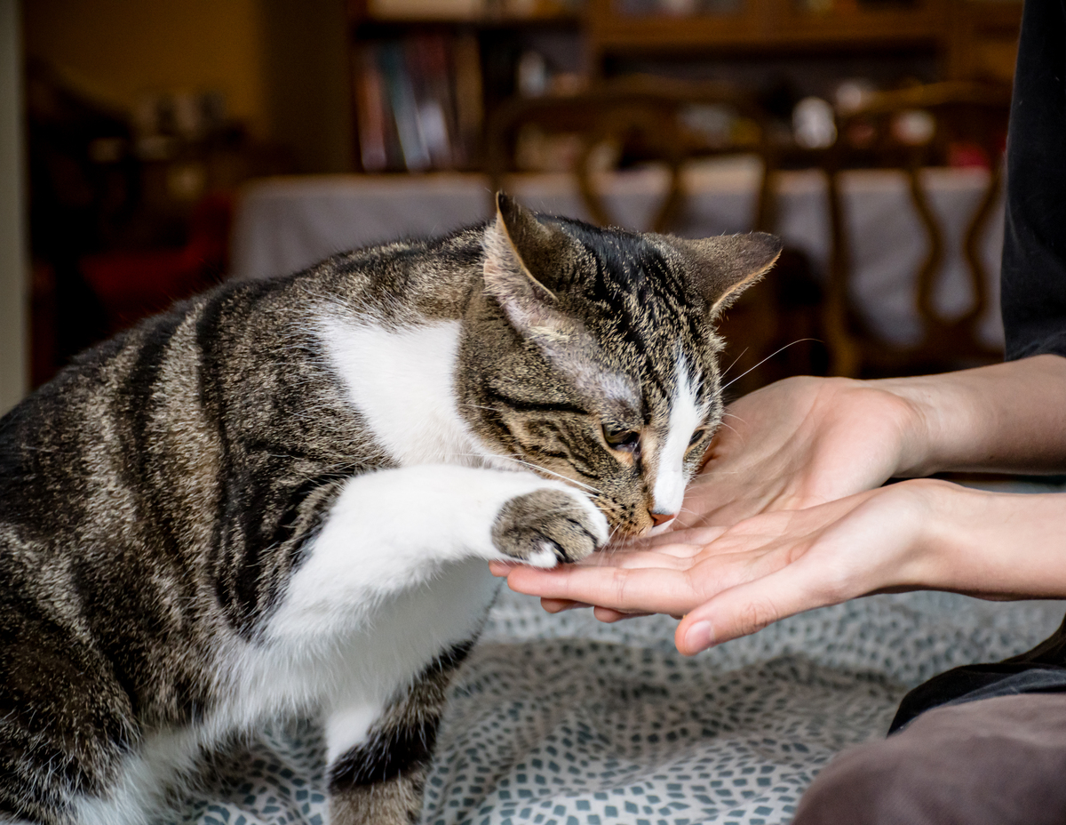 🙀猫咪打架？铲屎官必看！揭秘主子打架的真相！