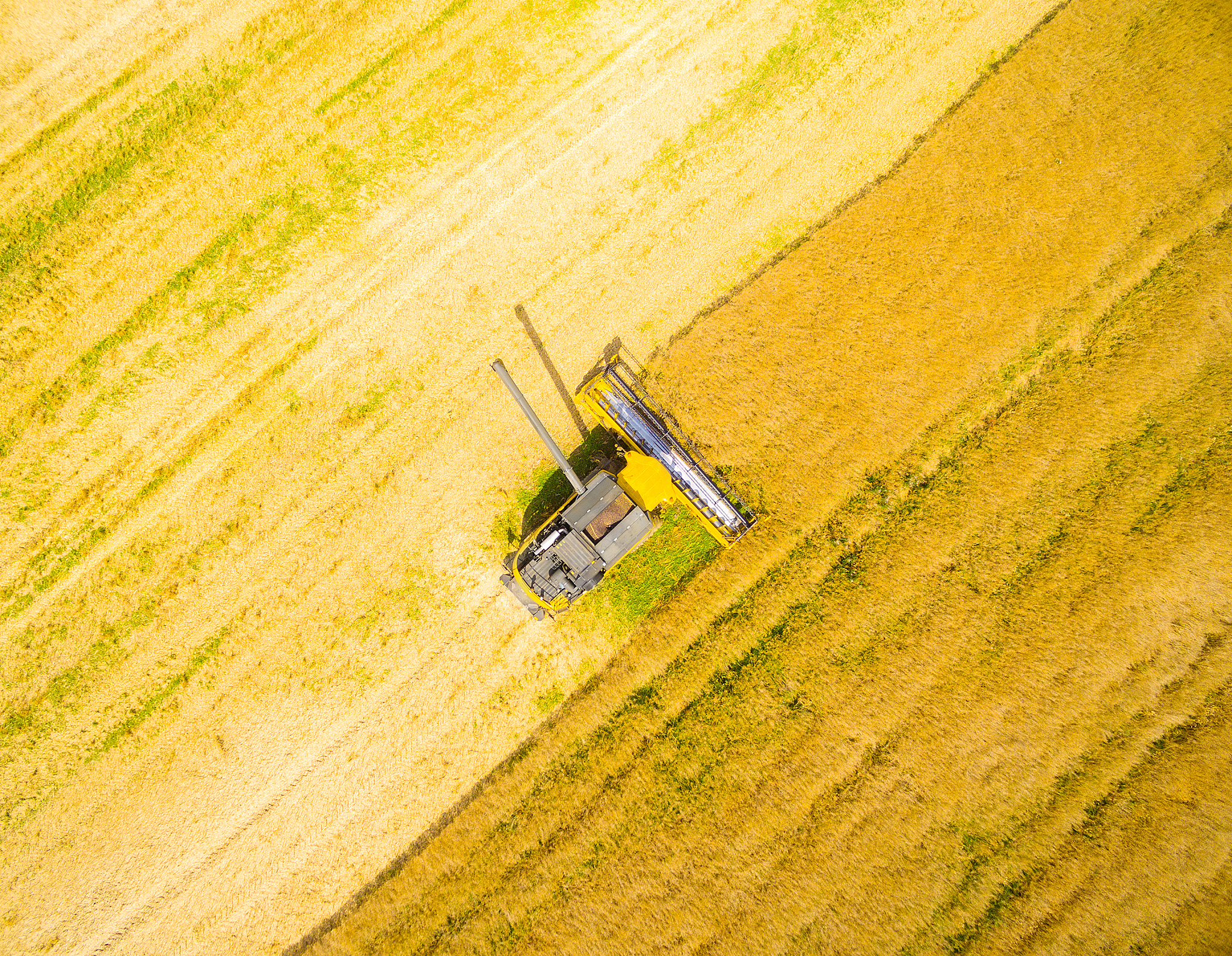 农作物能量最优分配：提高产量与资源利用的关键