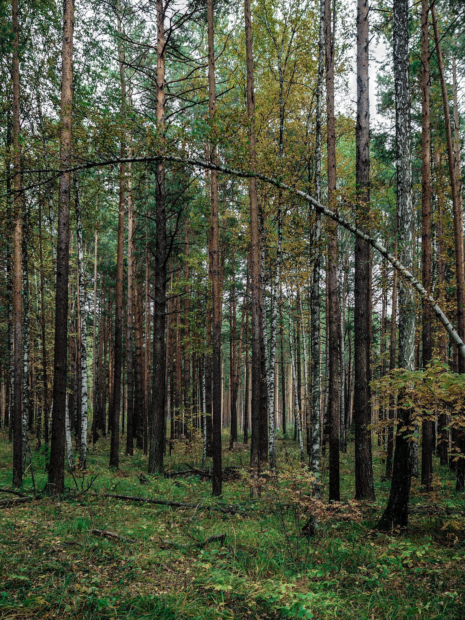 Определение риск-аппетита: взаимосвязь с ключевыми показателями